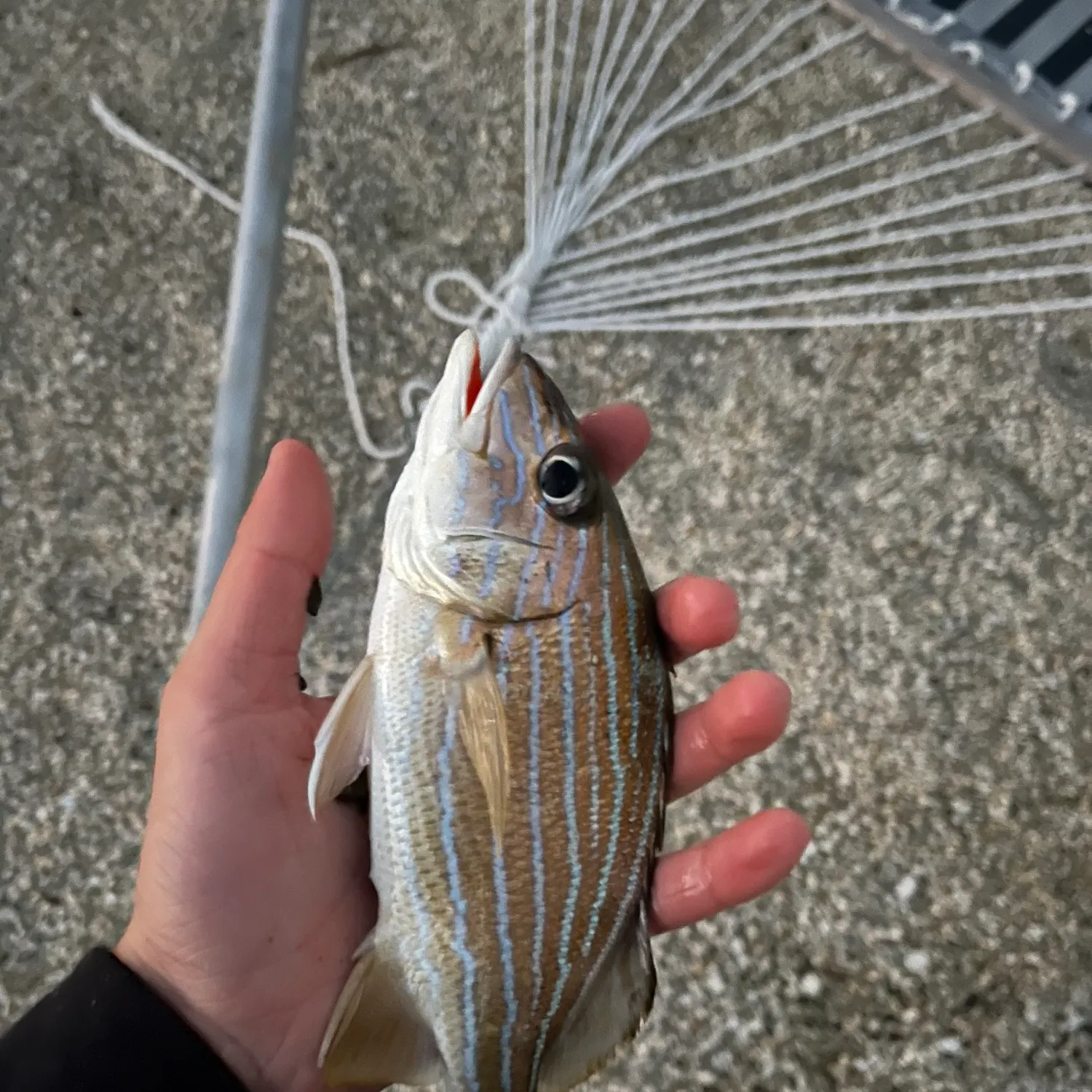 The most recent Bluestriped grunt catches on Fishbrain