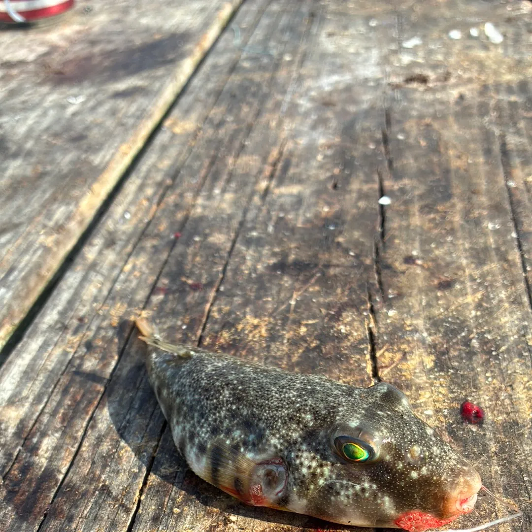 Northern puffer caught on Fishbrain