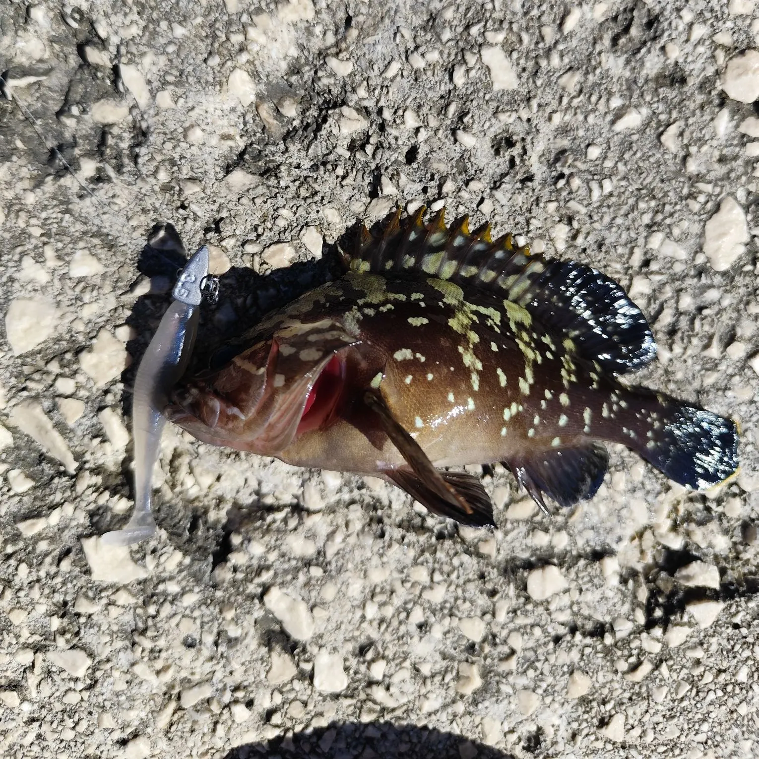 The most recent Dusky grouper catches on Fishbrain