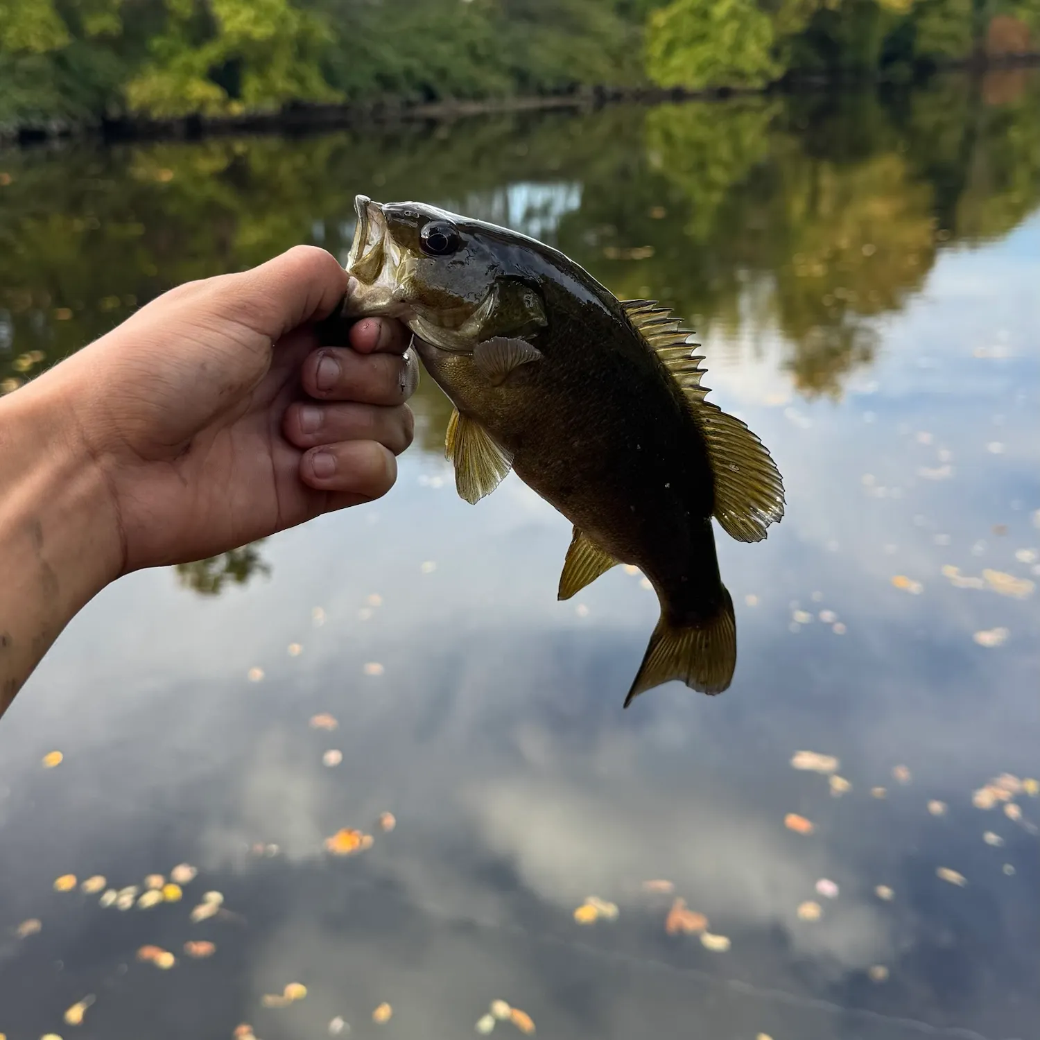 Smallmouth bass caught on Fishbrain
