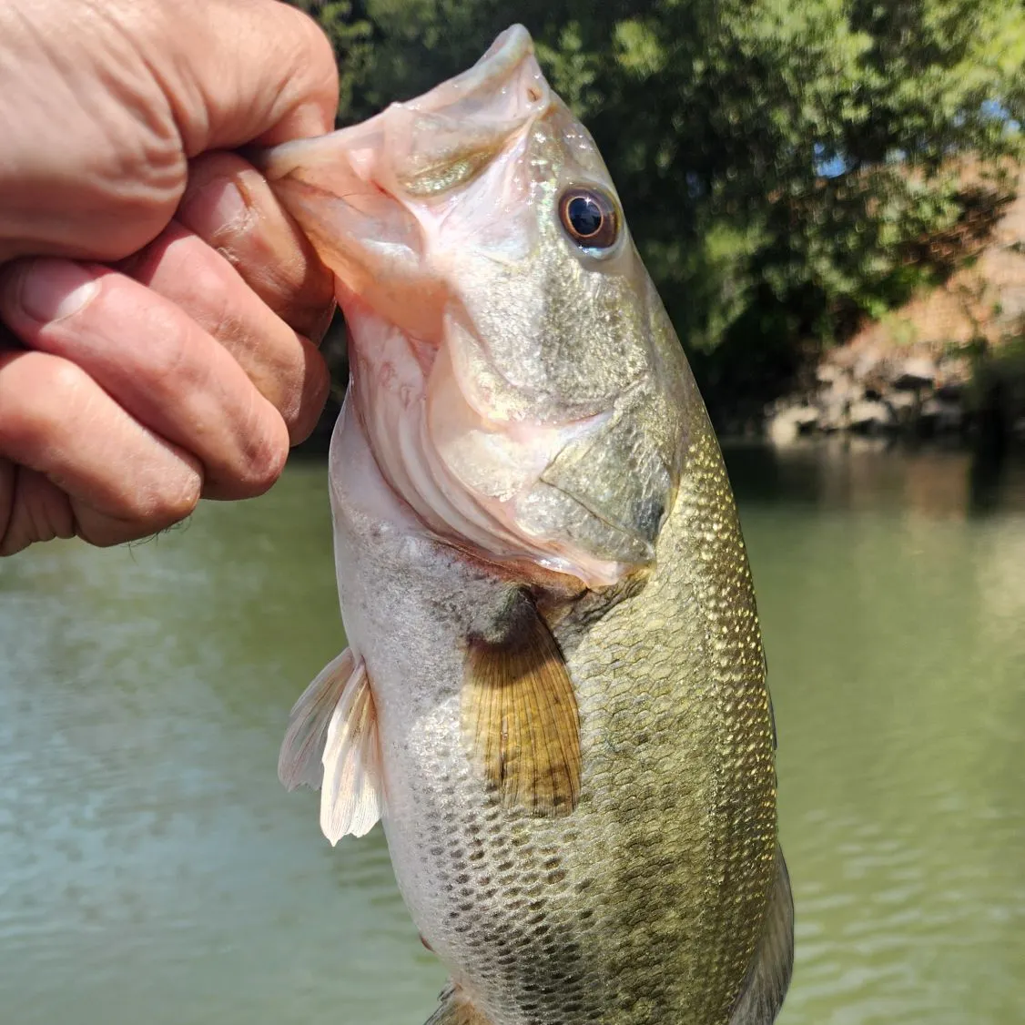 The most recent Spotted bass catches on Fishbrain