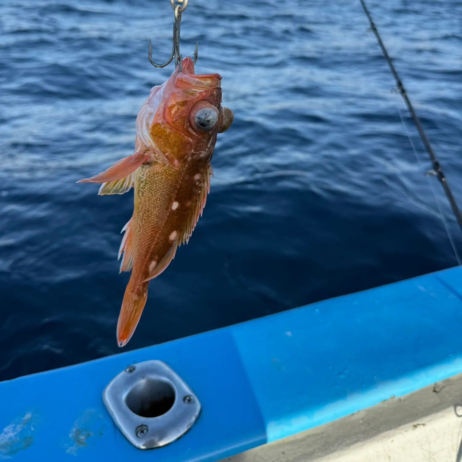 Starry rockfish caught on Fishbrain