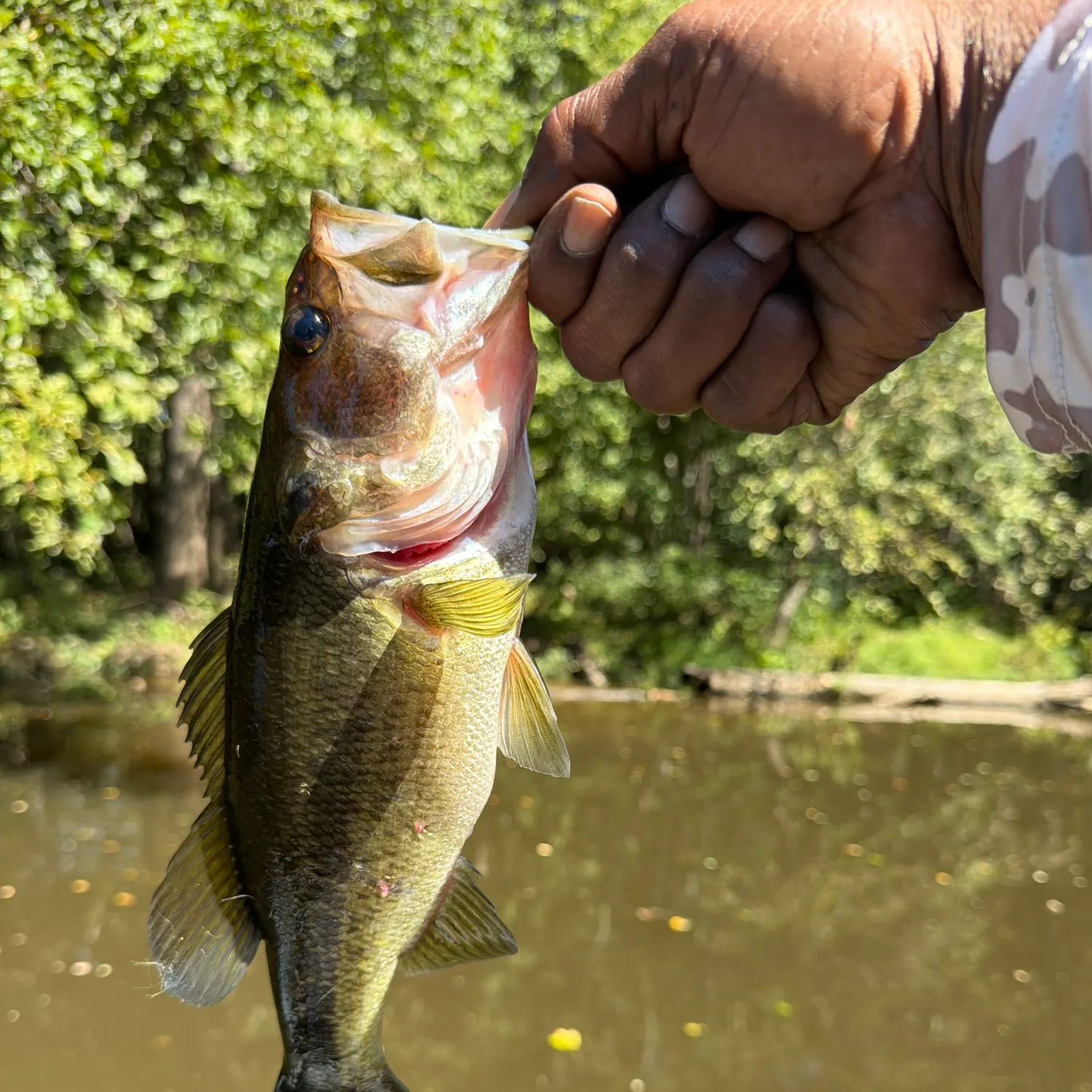 Largemouth bass caught on Fishbrain