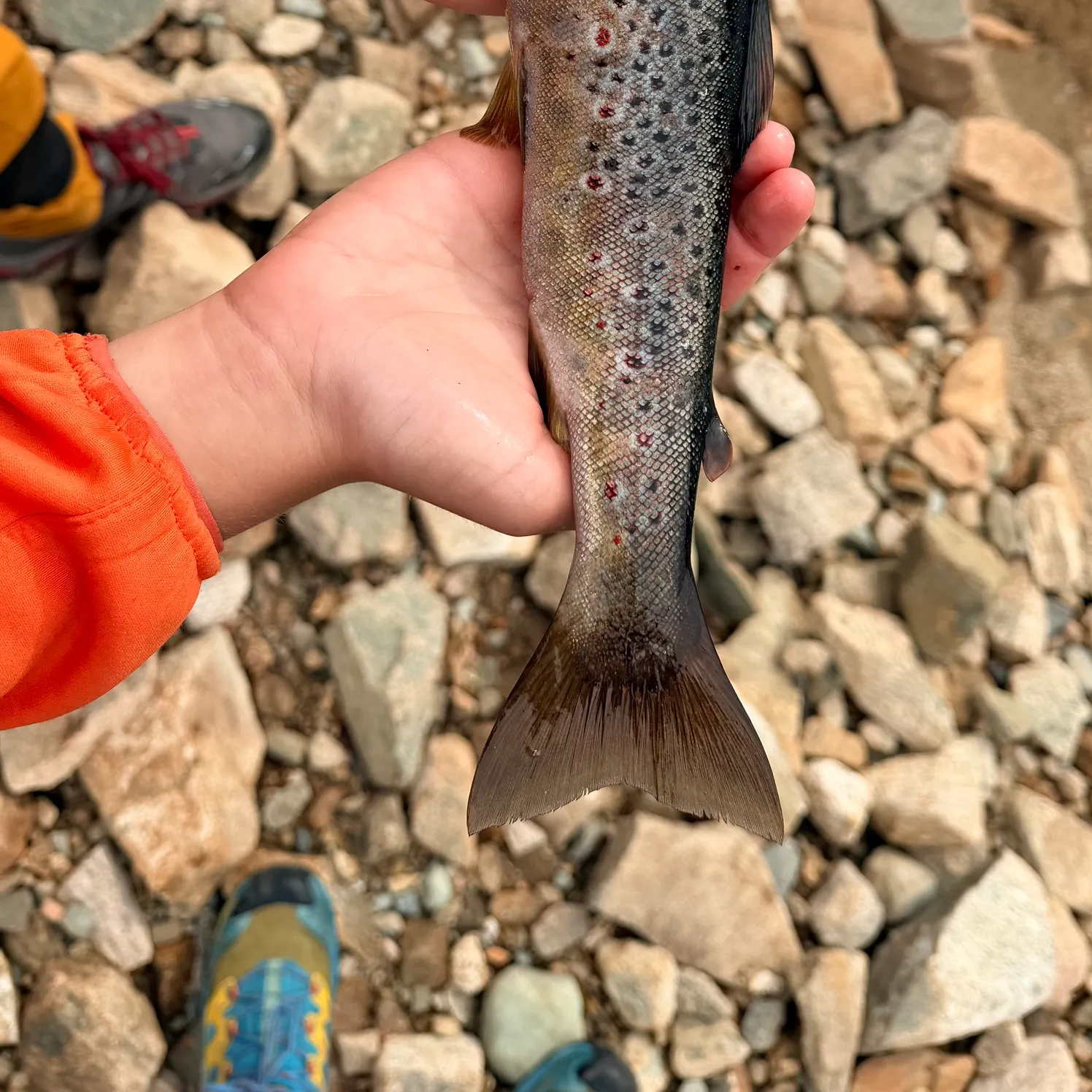 Brown trout caught on Fishbrain