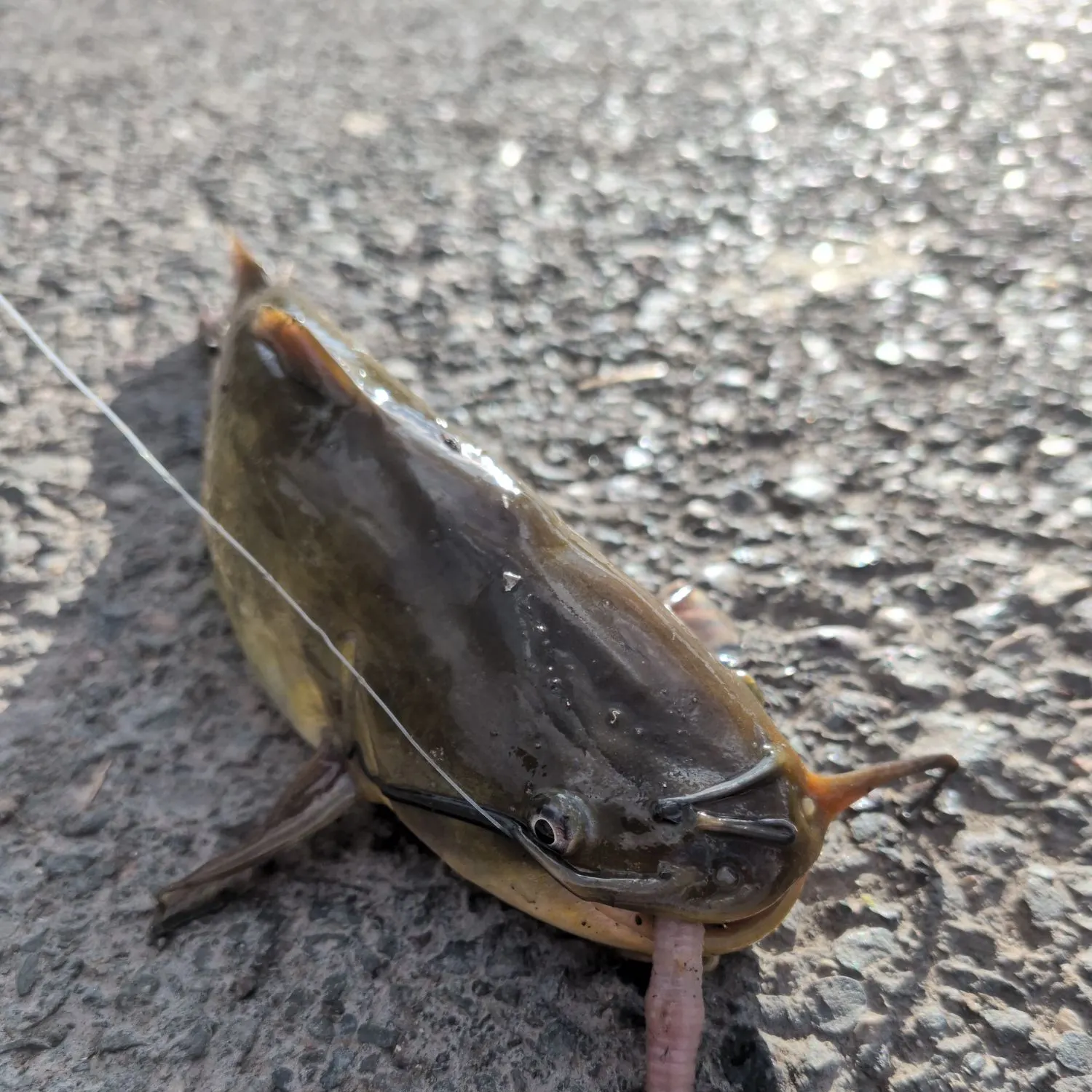 Yellow bullhead caught on Fishbrain