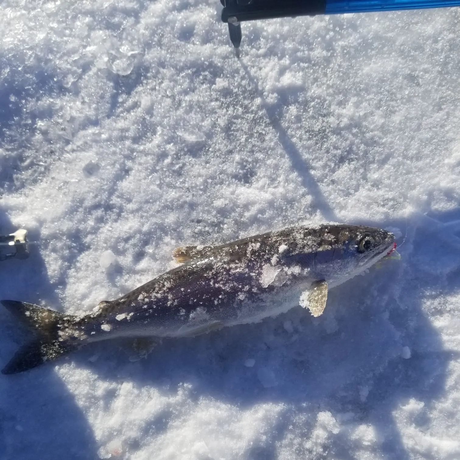 The most recent Coho salmon catches on Fishbrain