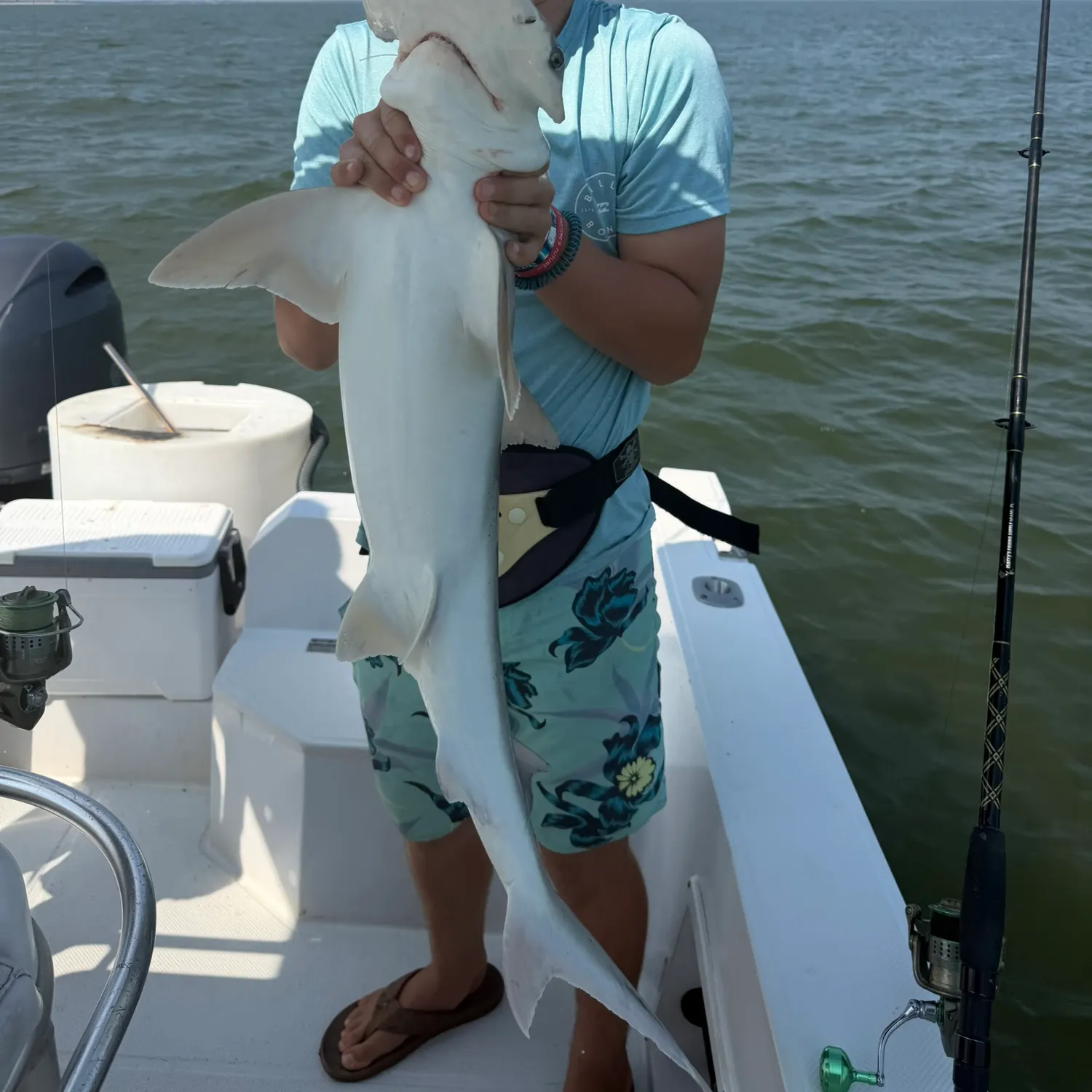 Scalloped hammerhead shark caught on Fishbrain