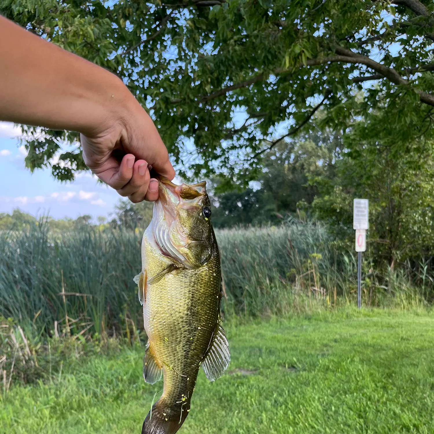 Largemouth bass caught on Fishbrain