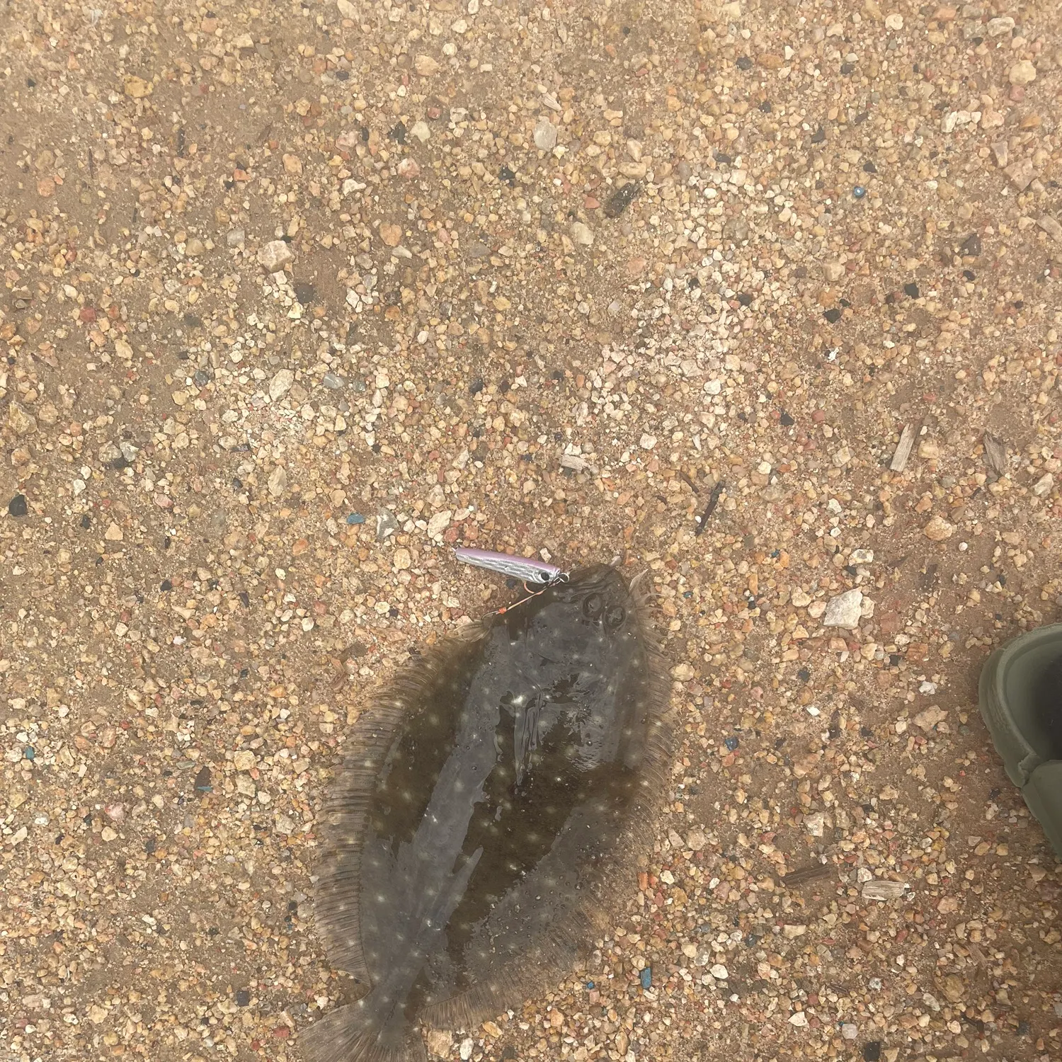 The most recent Largetooth flounder catches on Fishbrain