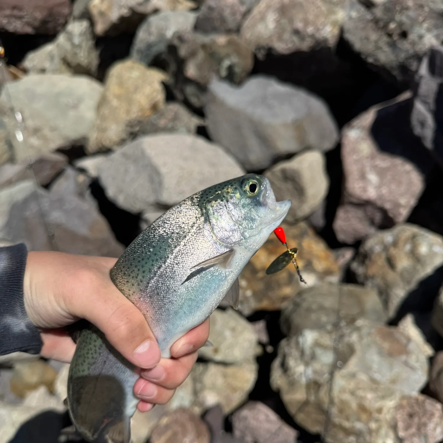 Rainbow trout caught on Fishbrain