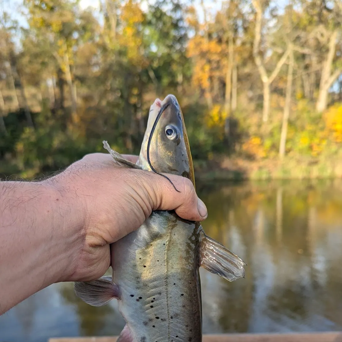 Channel catfish caught on Fishbrain