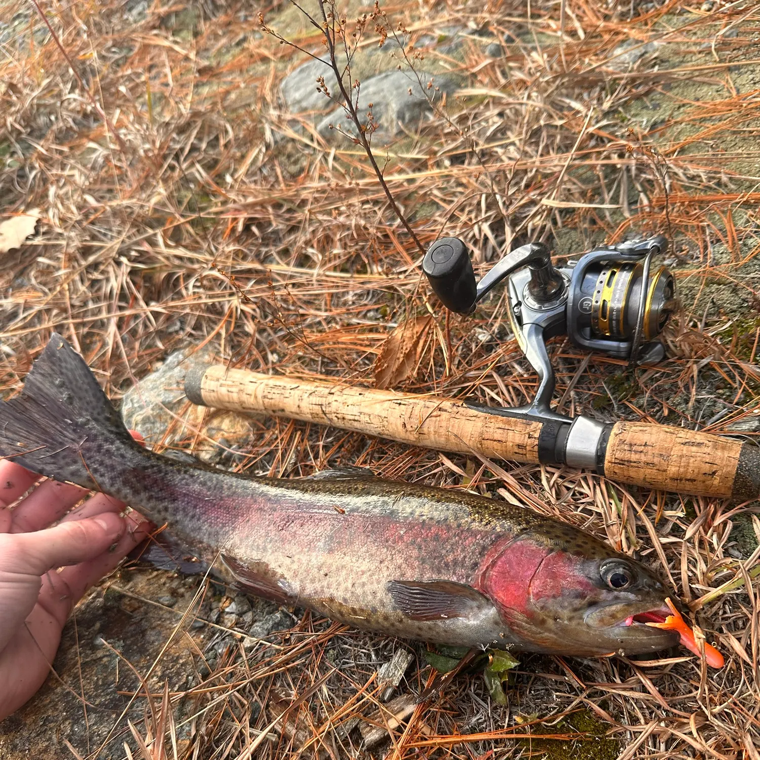 Rainbow trout caught on Fishbrain