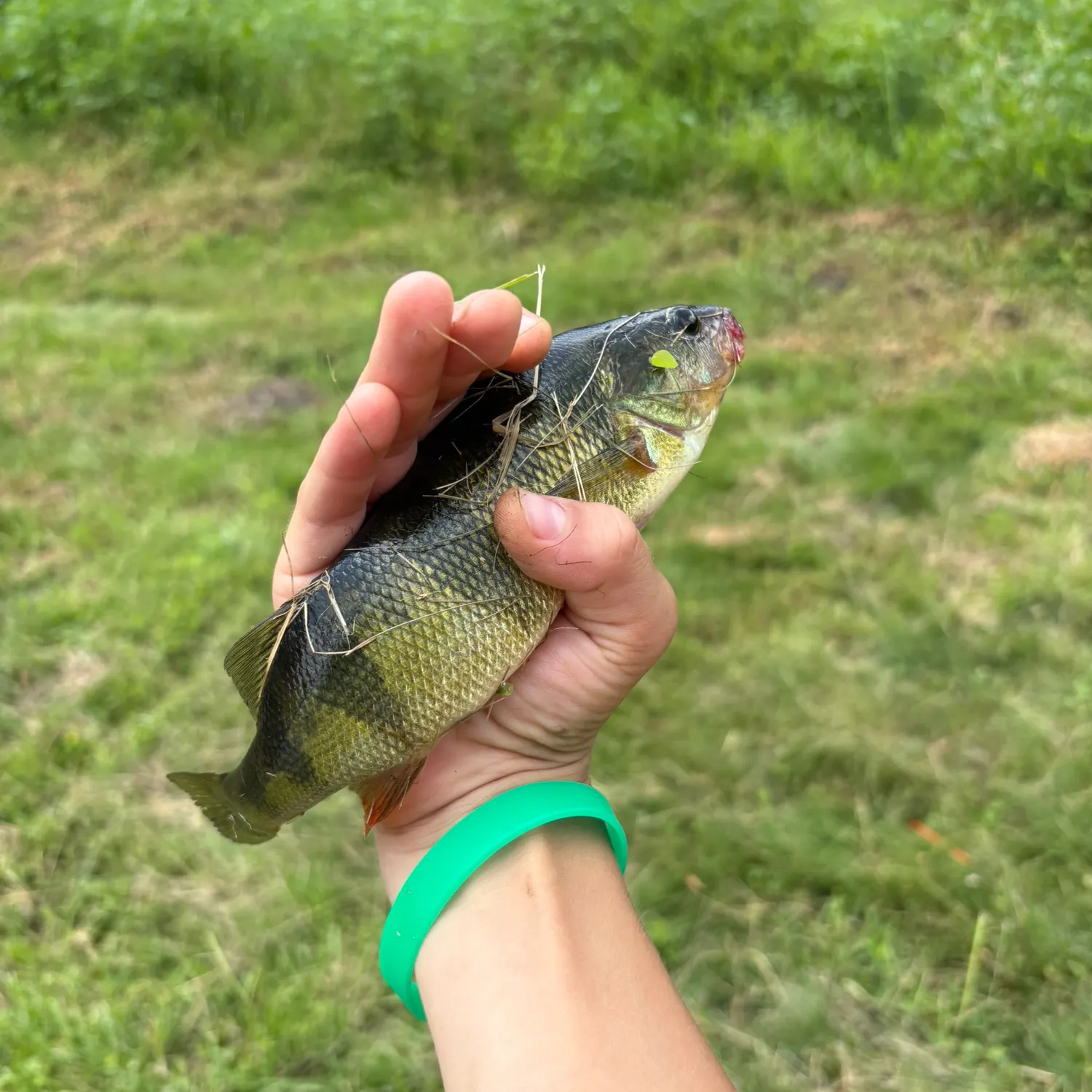 European perch caught on Fishbrain