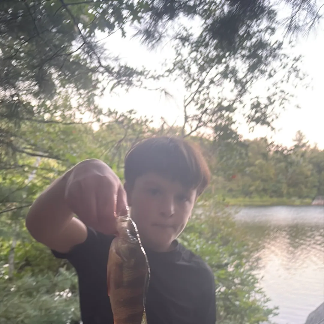 Yellow perch caught on Fishbrain