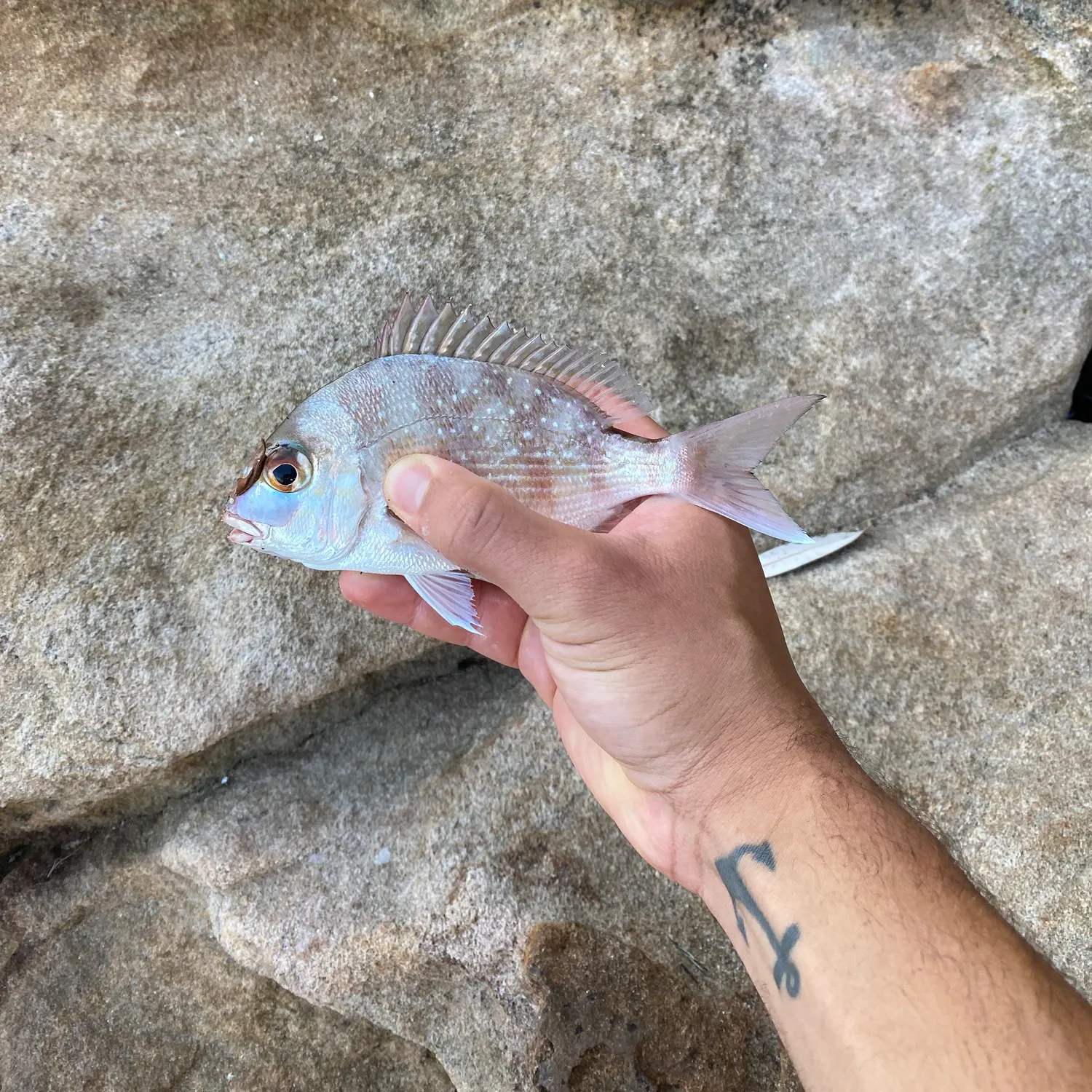 The most recent Australasian snapper catches on Fishbrain