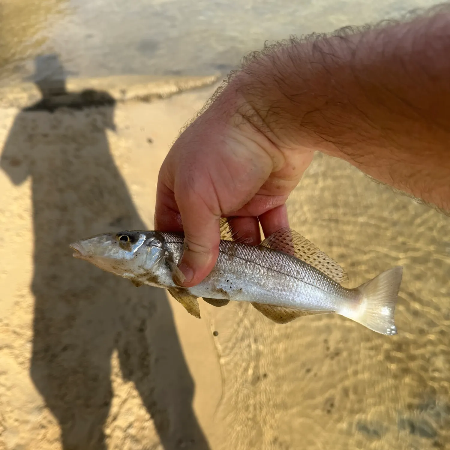 The most recent Sand sillago catches on Fishbrain