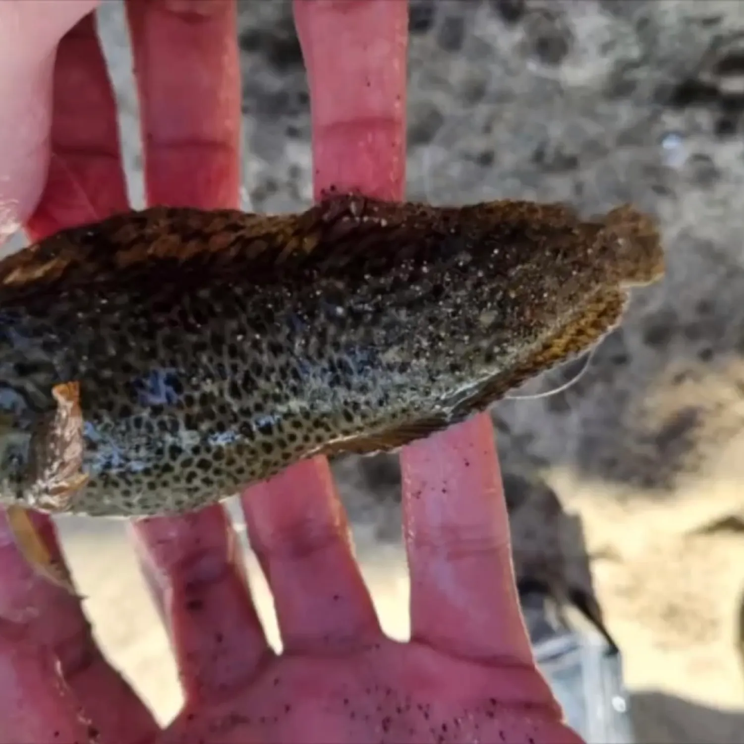 The most recent Rusty blenny catches on Fishbrain