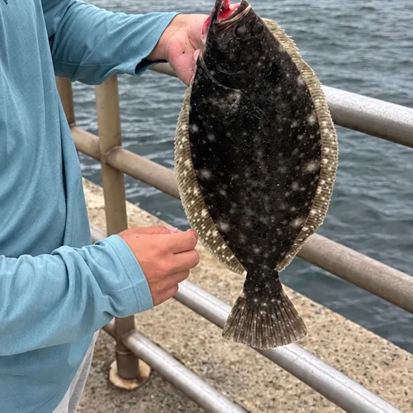 Summer flounder caught on Fishbrain
