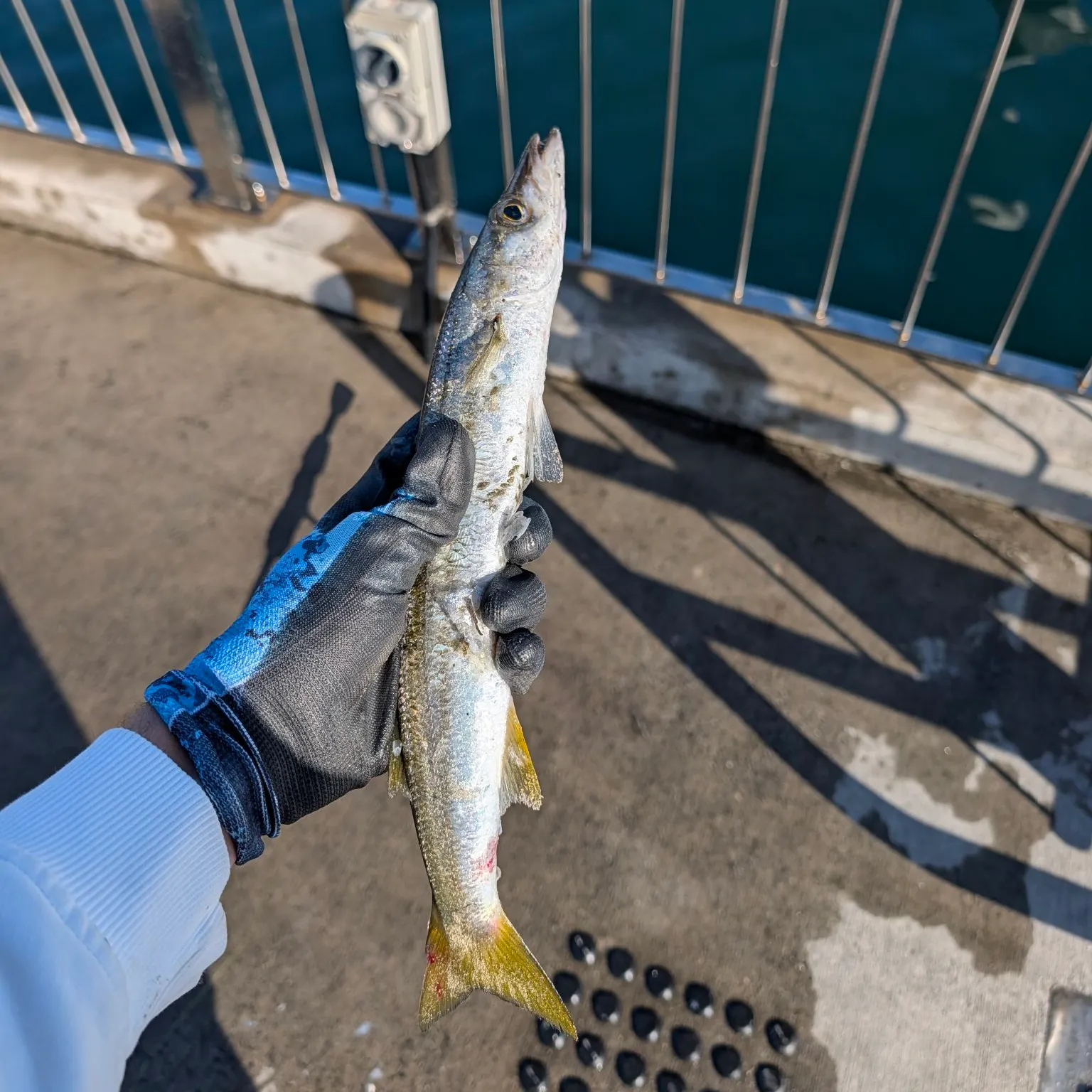 The most recent Australian barracuda catches on Fishbrain