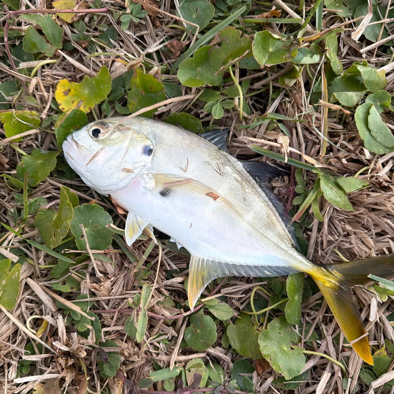 The most recent Crevalle jack catches on Fishbrain