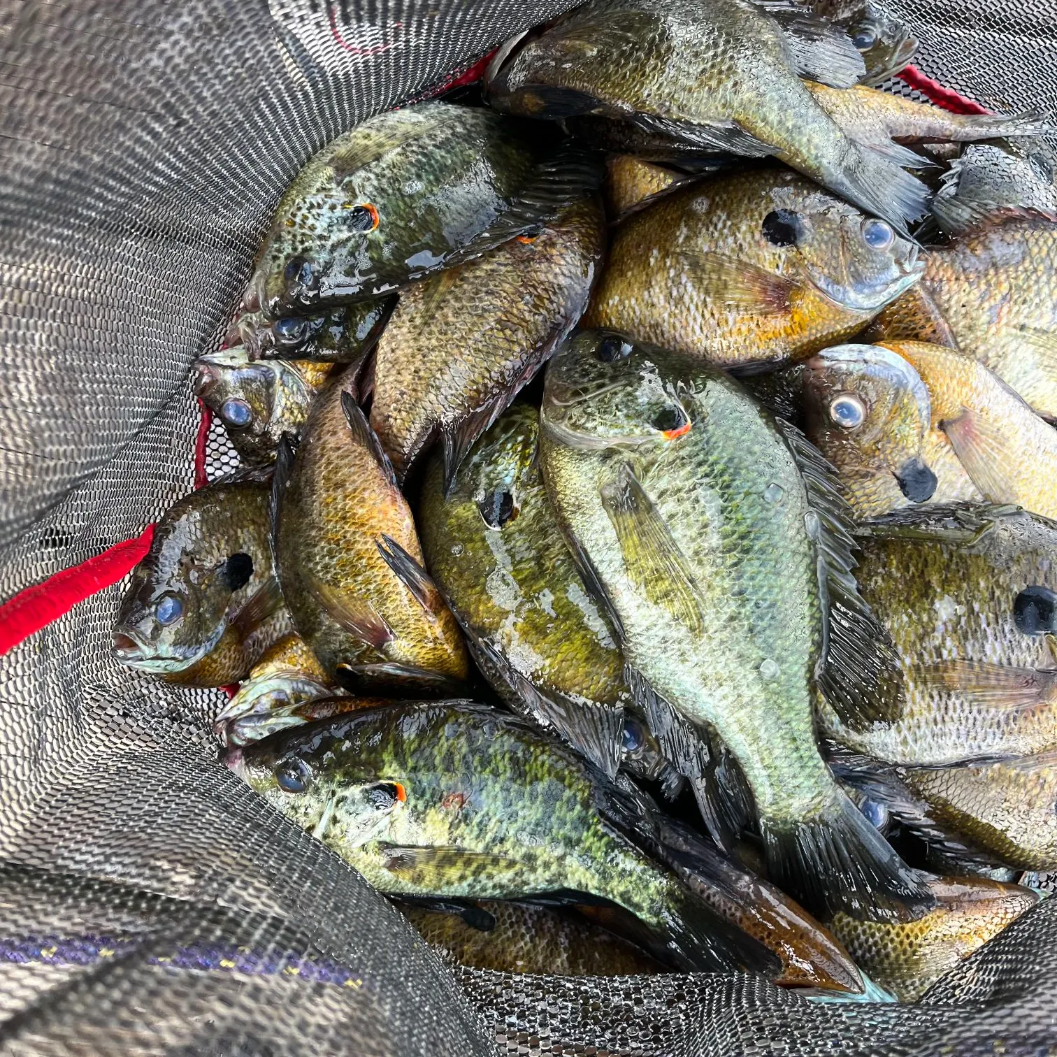 The most recent Redear sunfish catches on Fishbrain