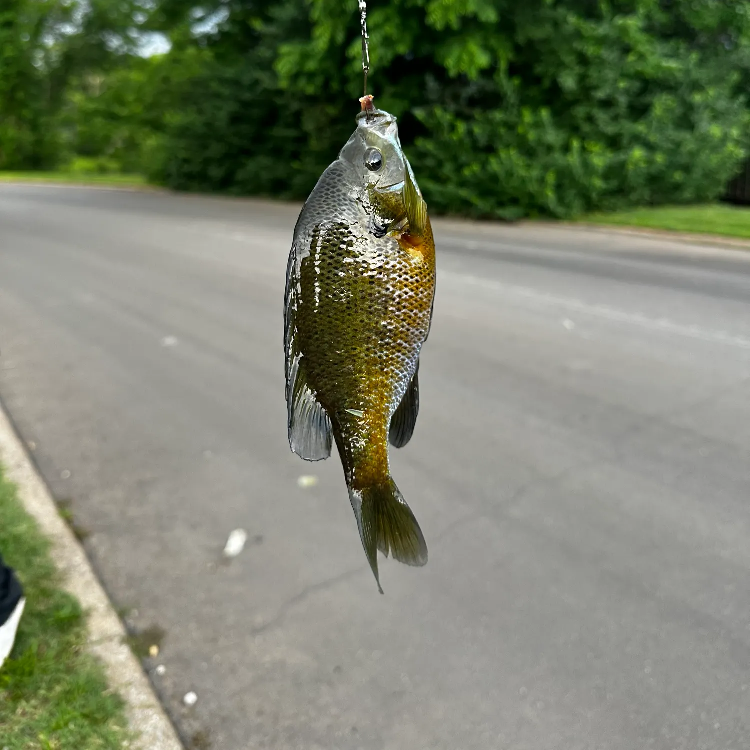catch