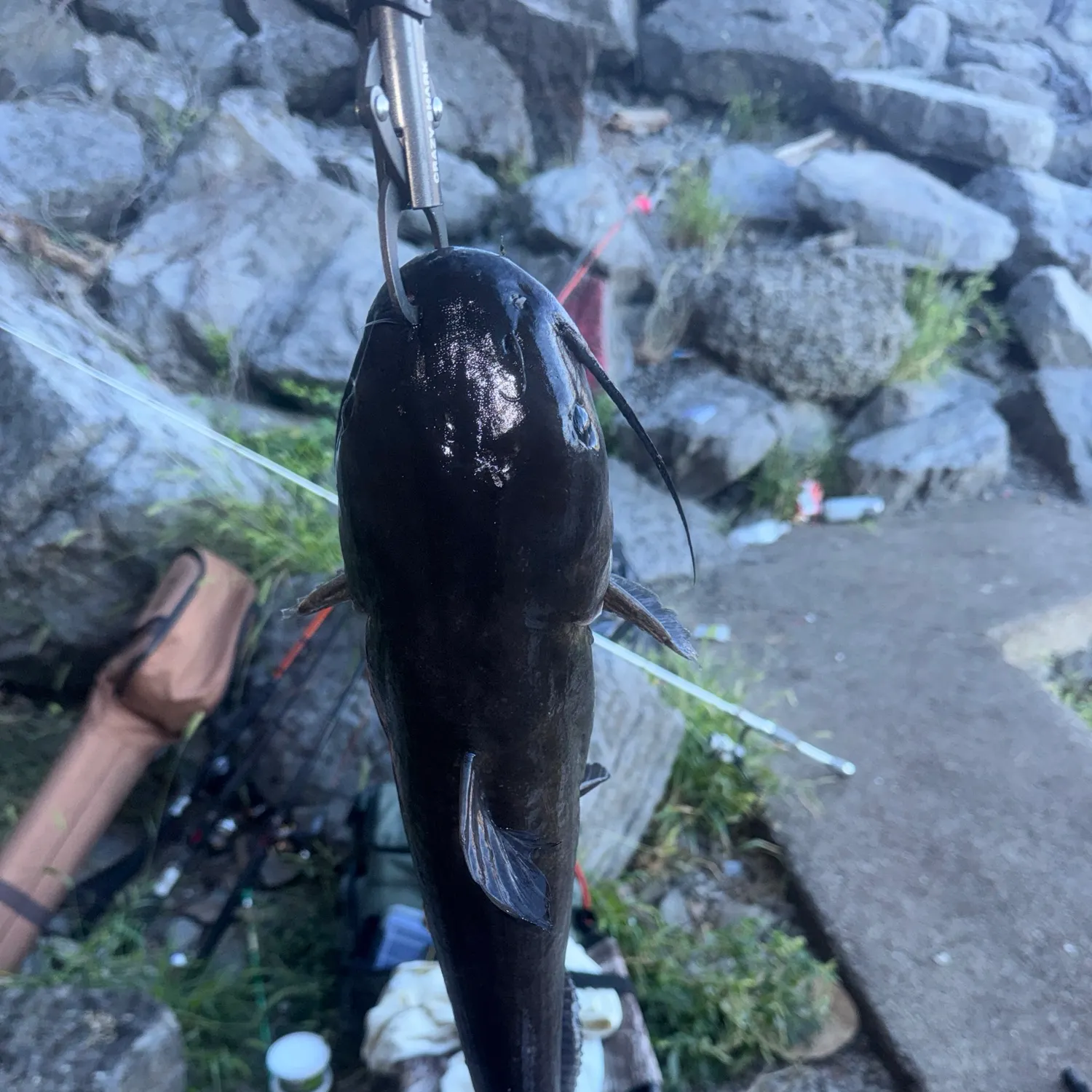 Channel catfish caught on Fishbrain