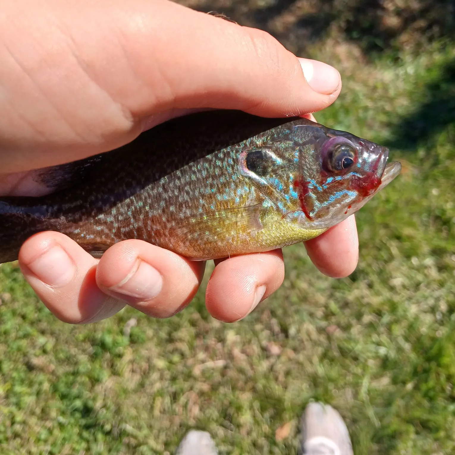 Greengill hybrid caught on Fishbrain