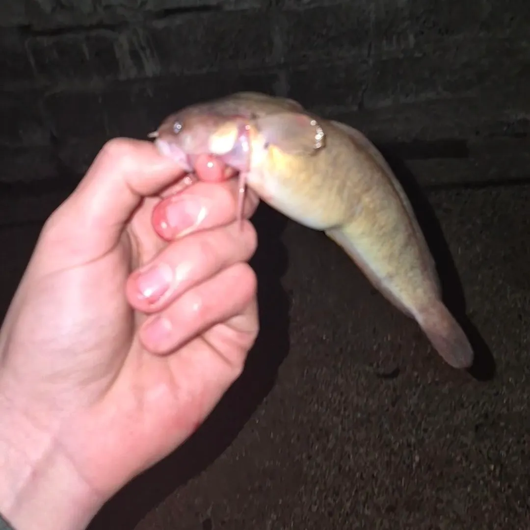 The most recent Three-bearded rockling catches on Fishbrain