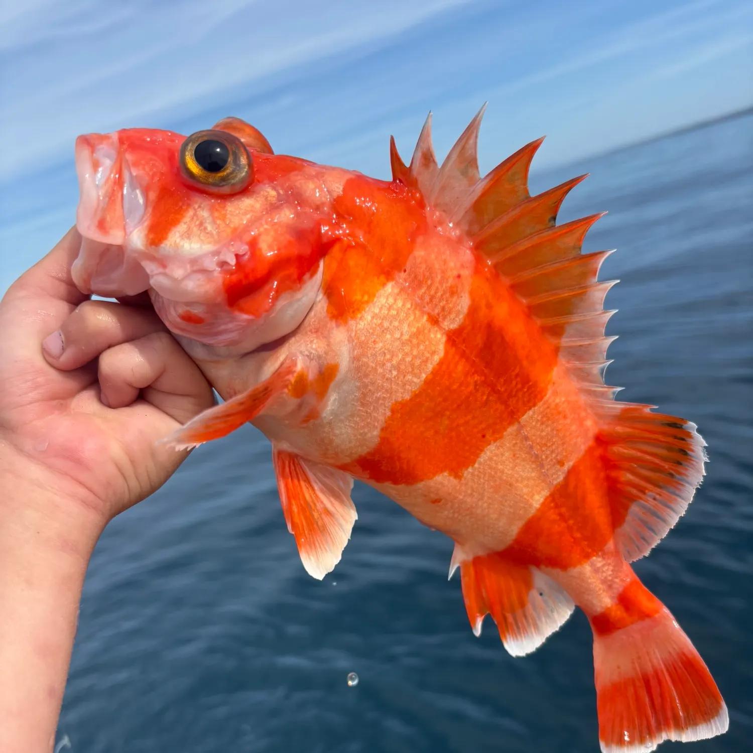 The most recent Redbanded rockfish catches on Fishbrain