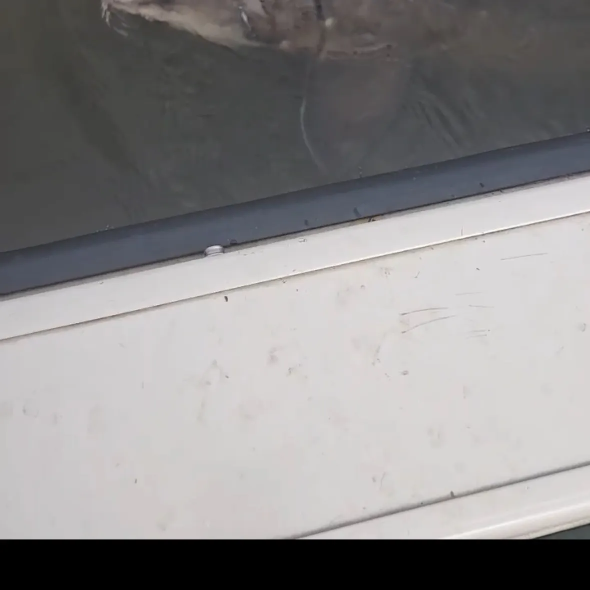 Lake sturgeon caught on Fishbrain