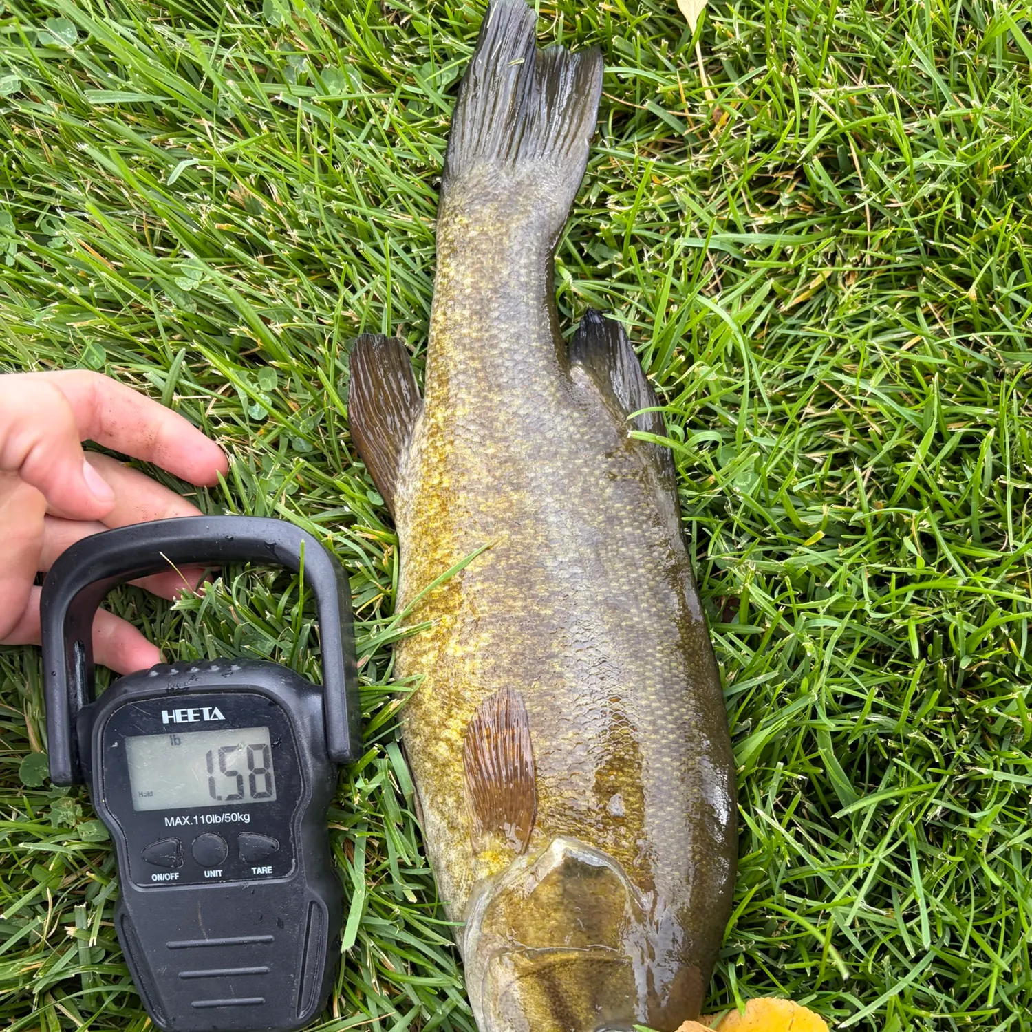 Smallmouth bass caught on Fishbrain
