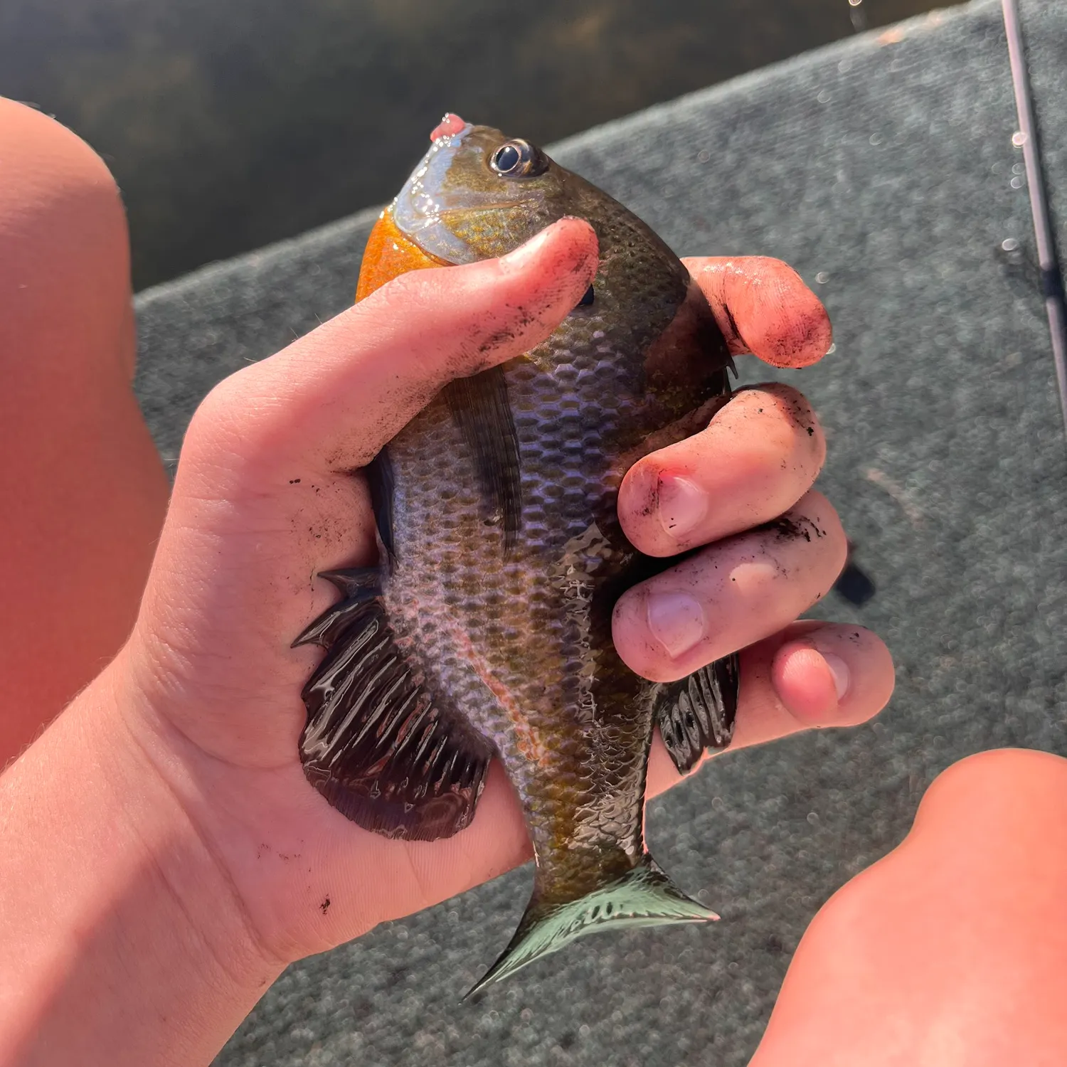 Bluegill caught on Fishbrain