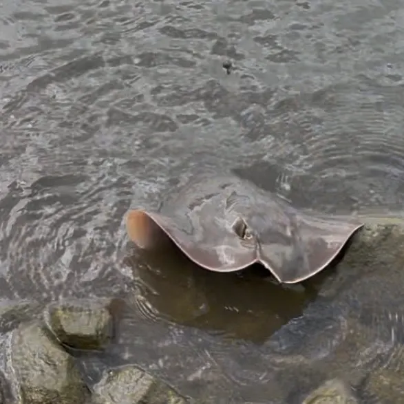 The most recent Common stingray catches on Fishbrain