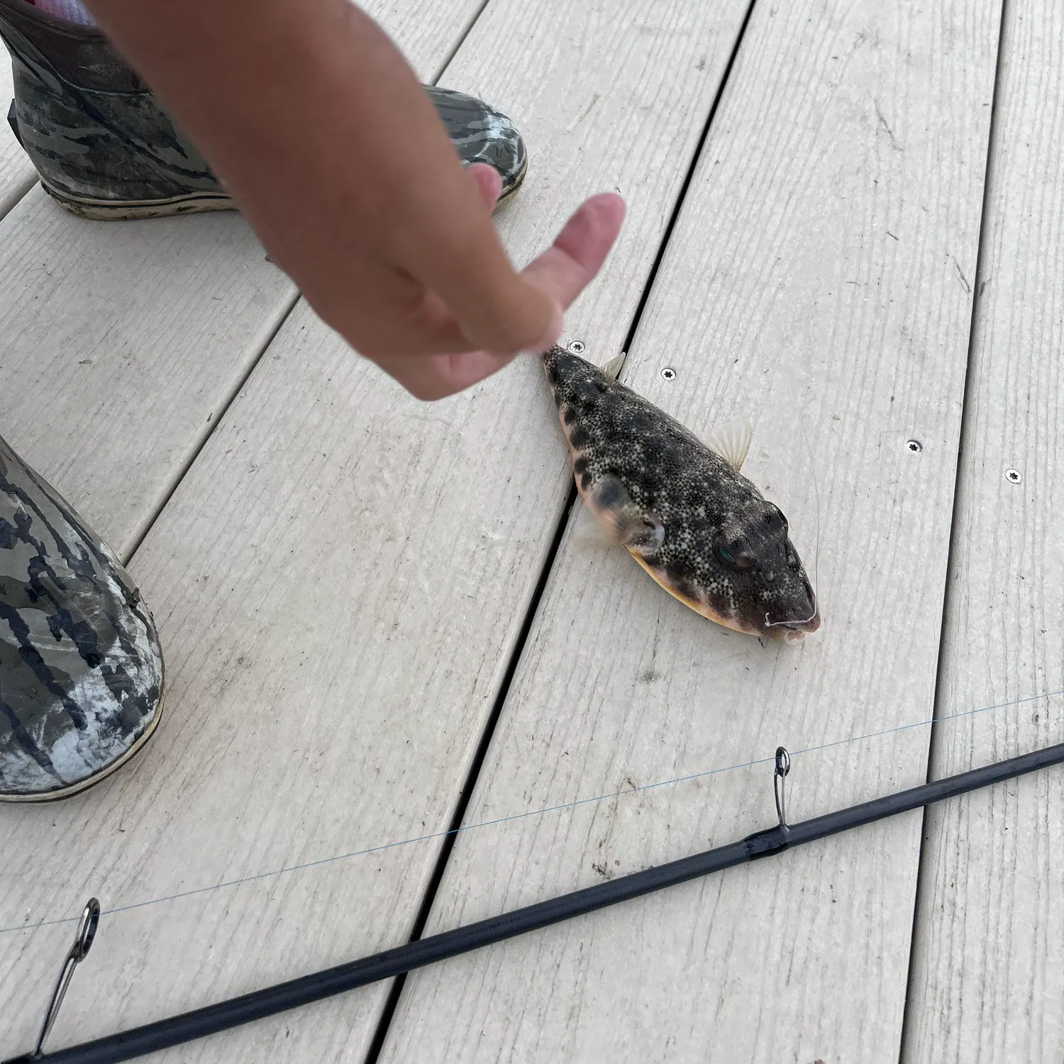 The most recent Northern puffer catches on Fishbrain