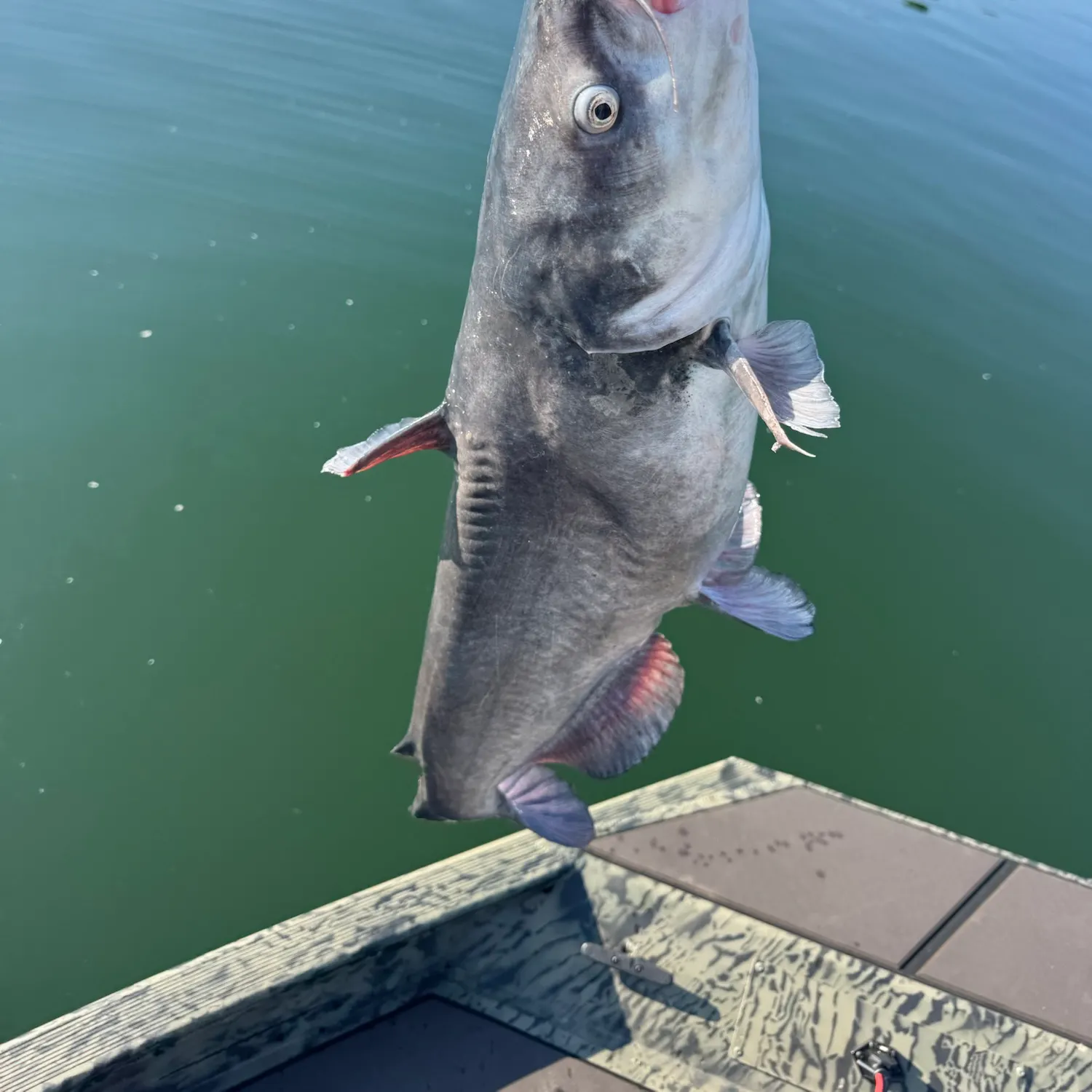 Blue catfish caught on Fishbrain