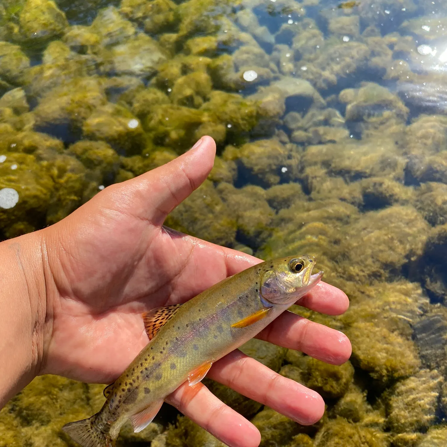 The most recent Cutthroat trout catches on Fishbrain