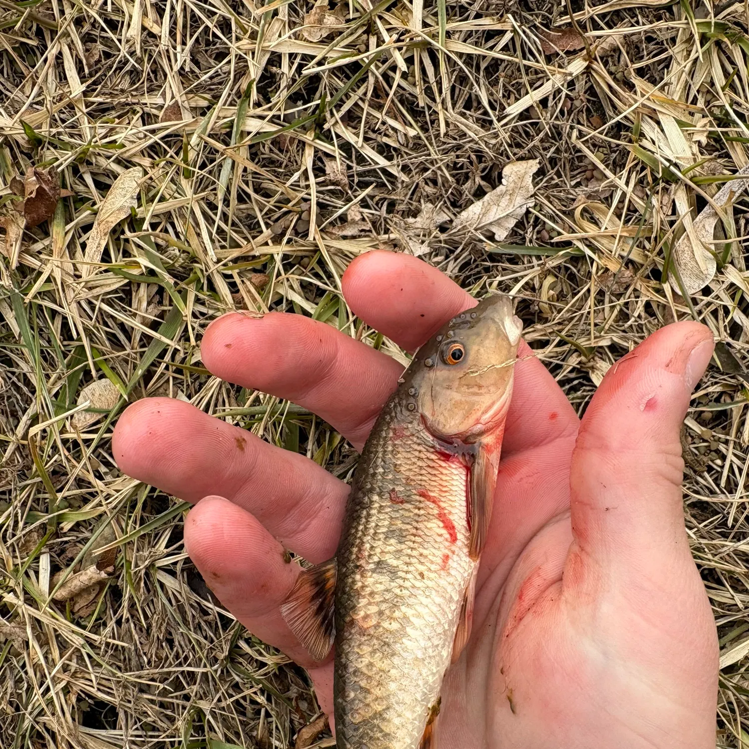 The most recent Hornyhead chub catches on Fishbrain