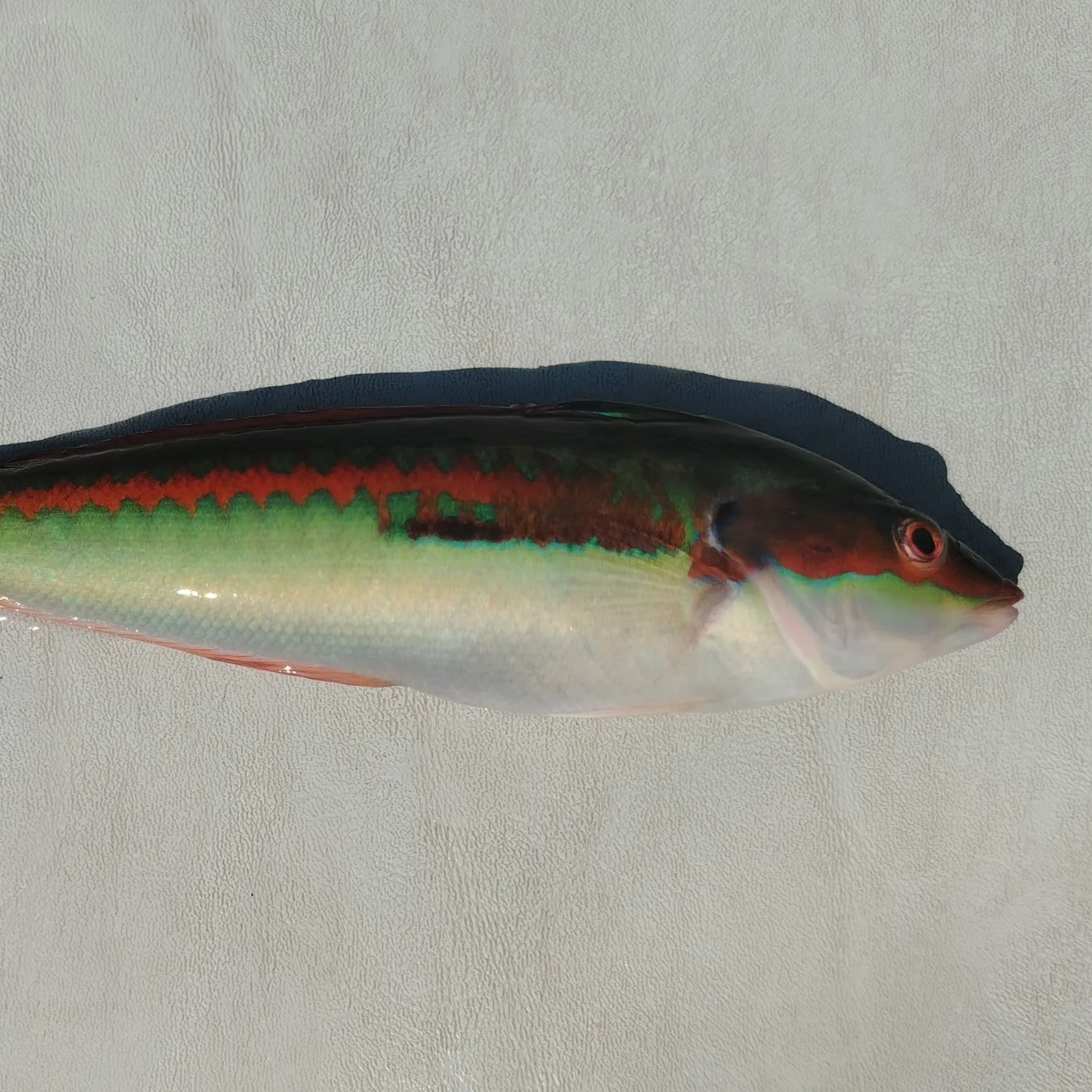 The most recent Mediterranean rainbow wrasse catches on Fishbrain