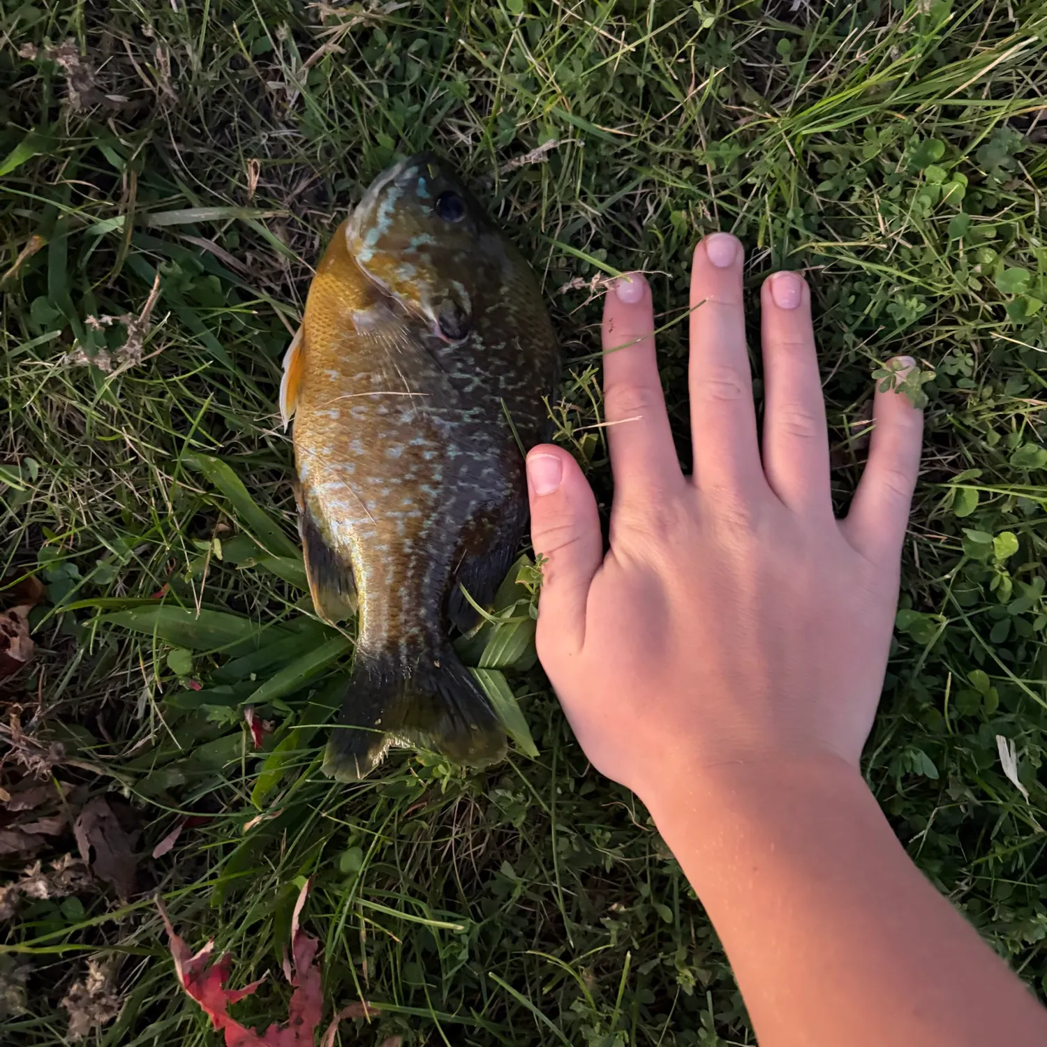 Bluegill caught on Fishbrain