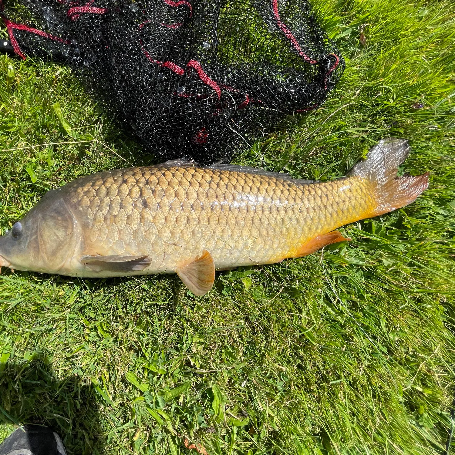 Common carp caught on Fishbrain