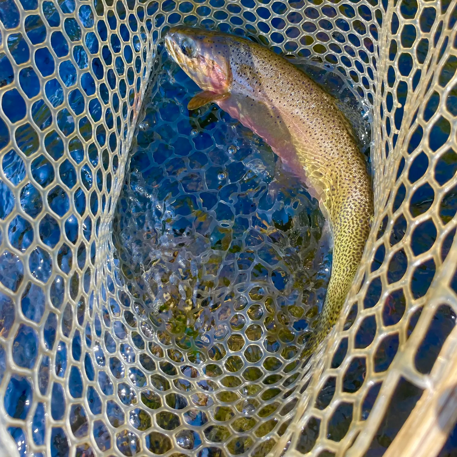 The most recent Cutthroat trout catches on Fishbrain