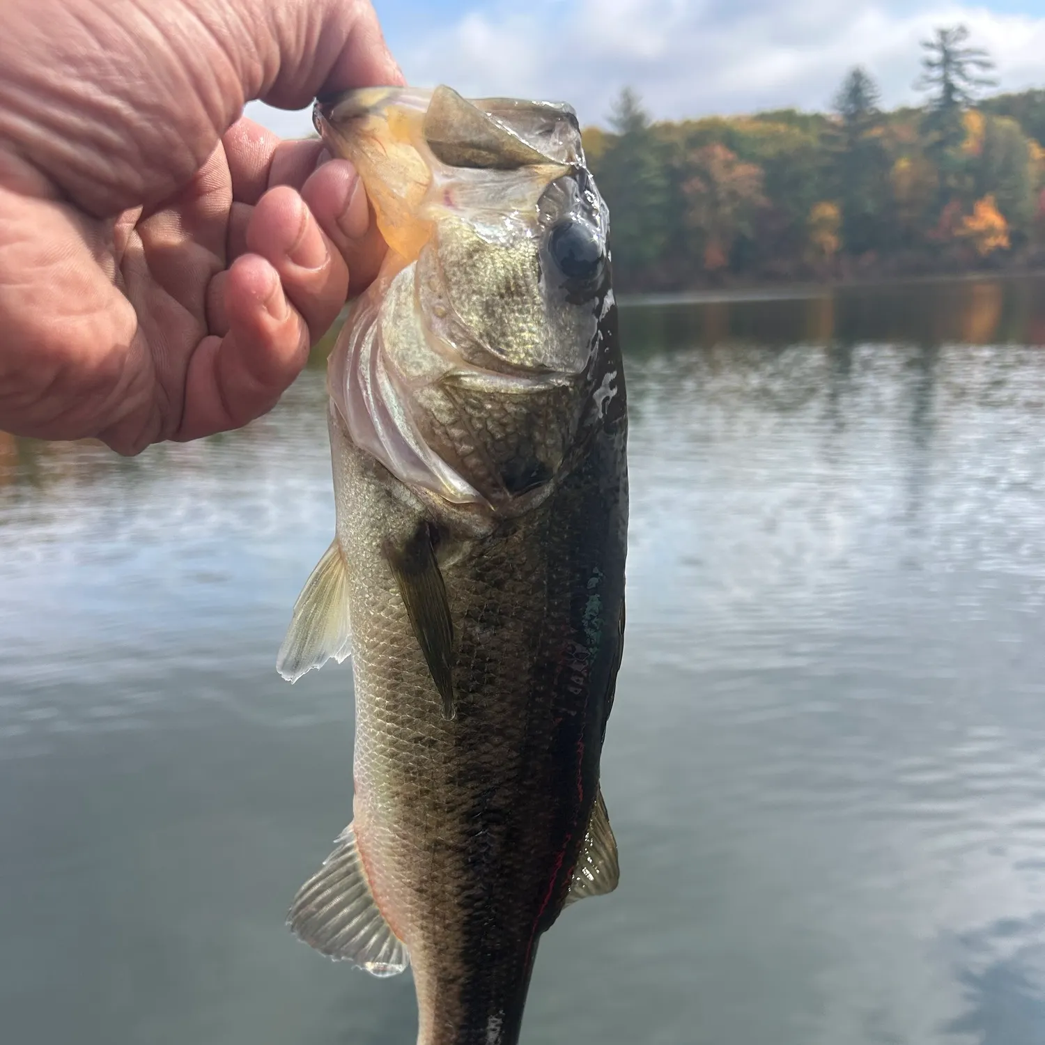 Largemouth bass caught on Fishbrain