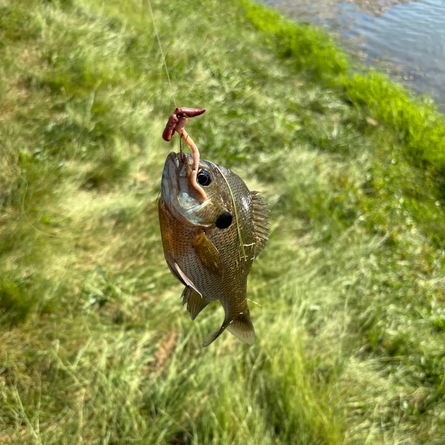 Bluegill caught on Fishbrain