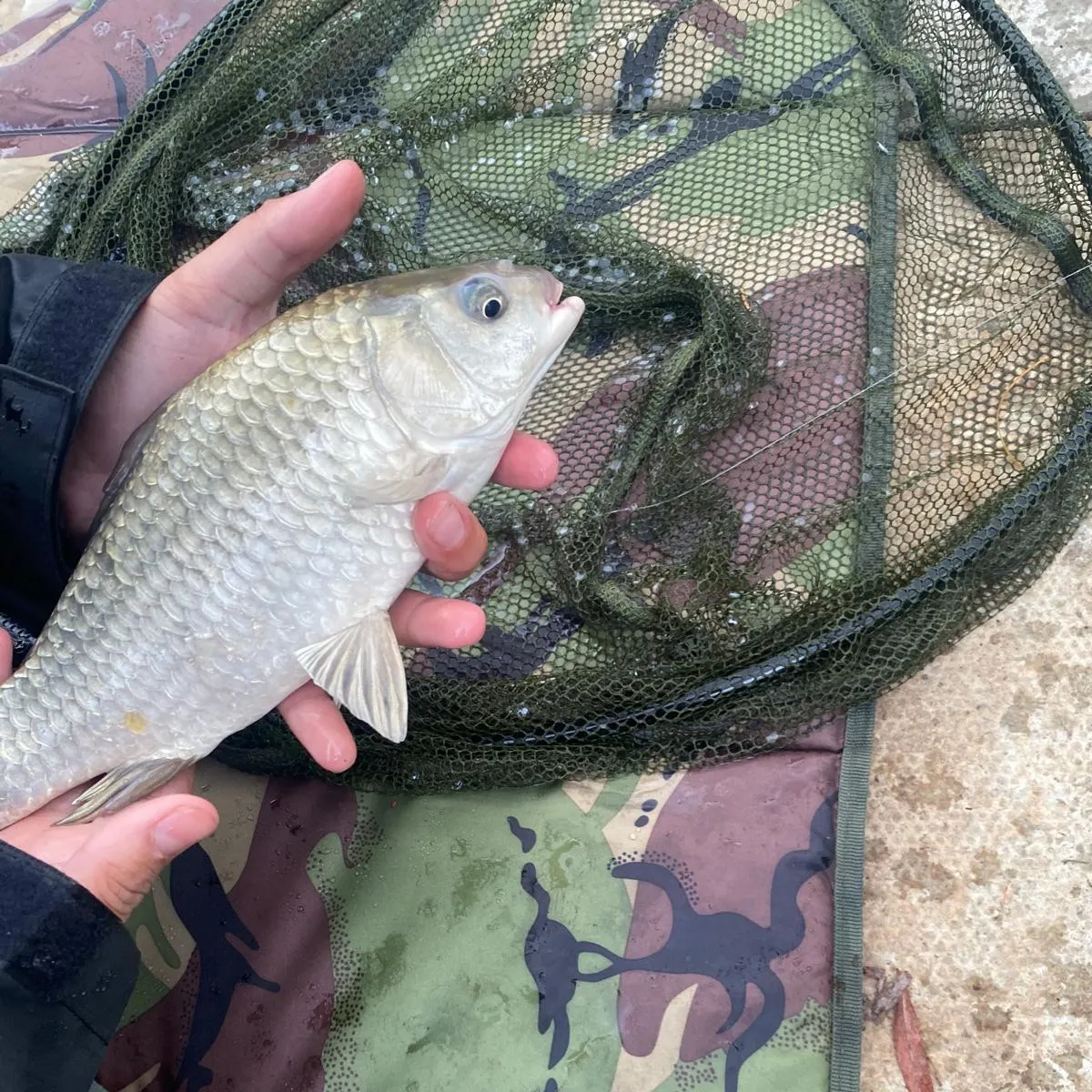 Ghost carp caught on Fishbrain