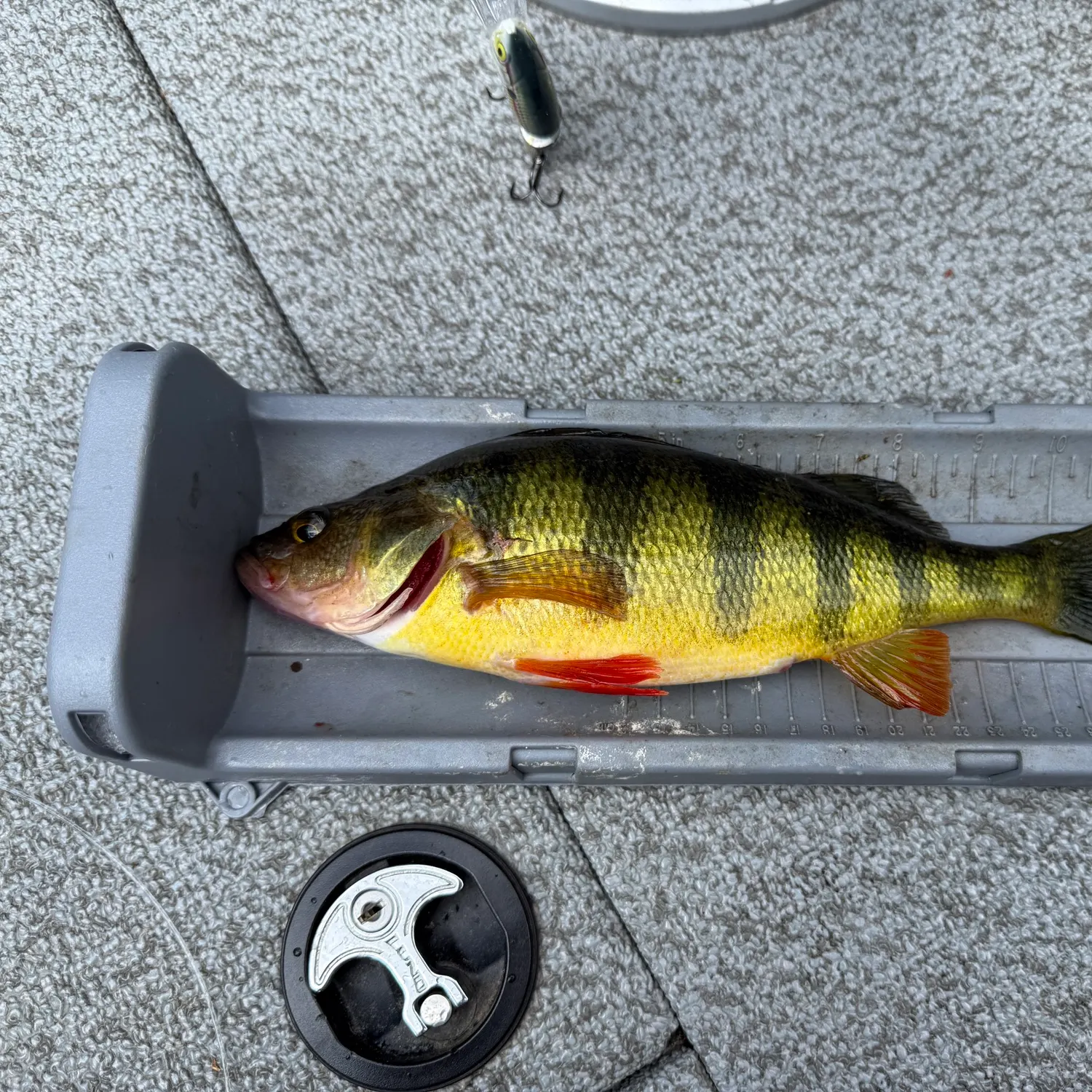 Yellow perch caught on Fishbrain