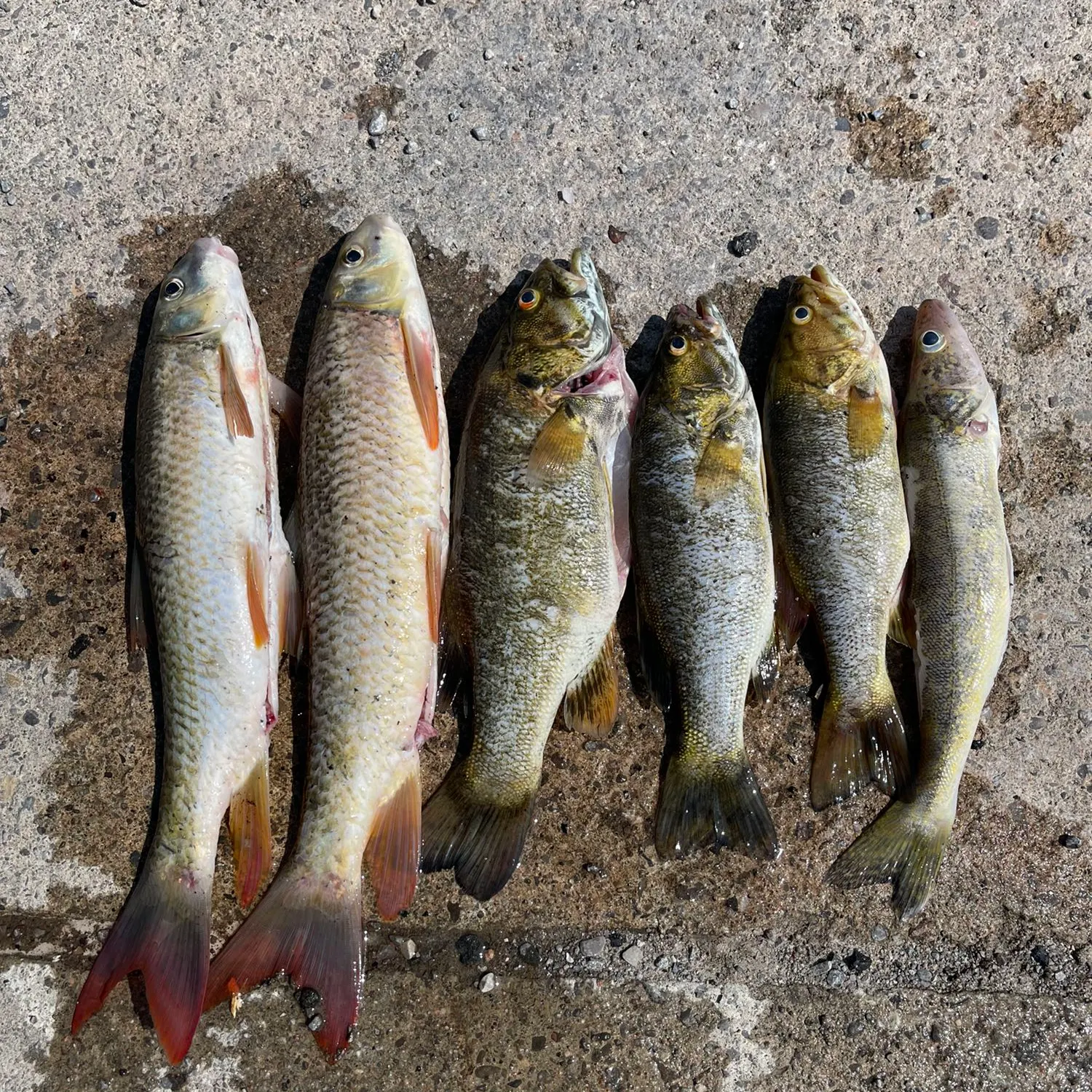 recently logged catches