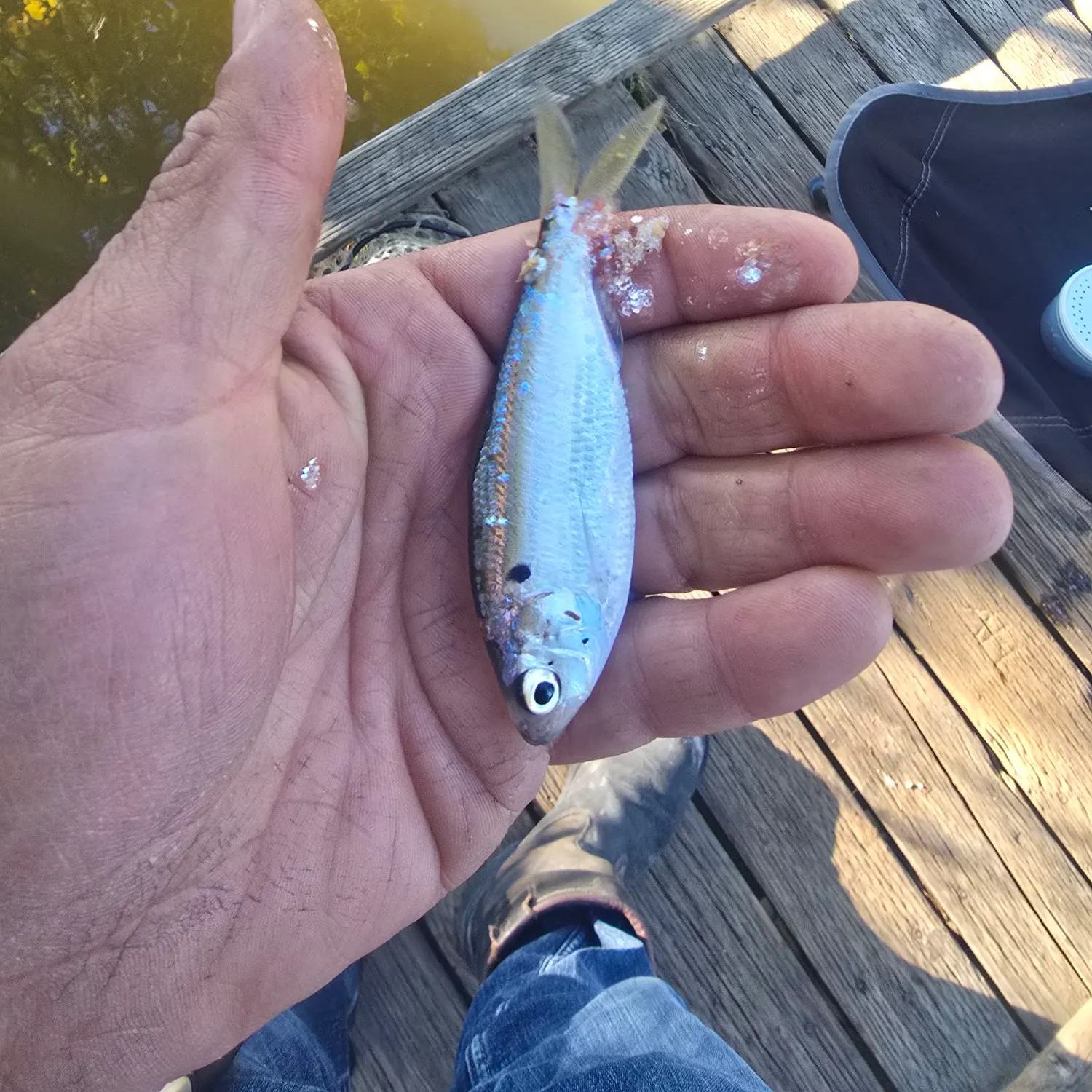 The most recent Threadfin shad catches on Fishbrain