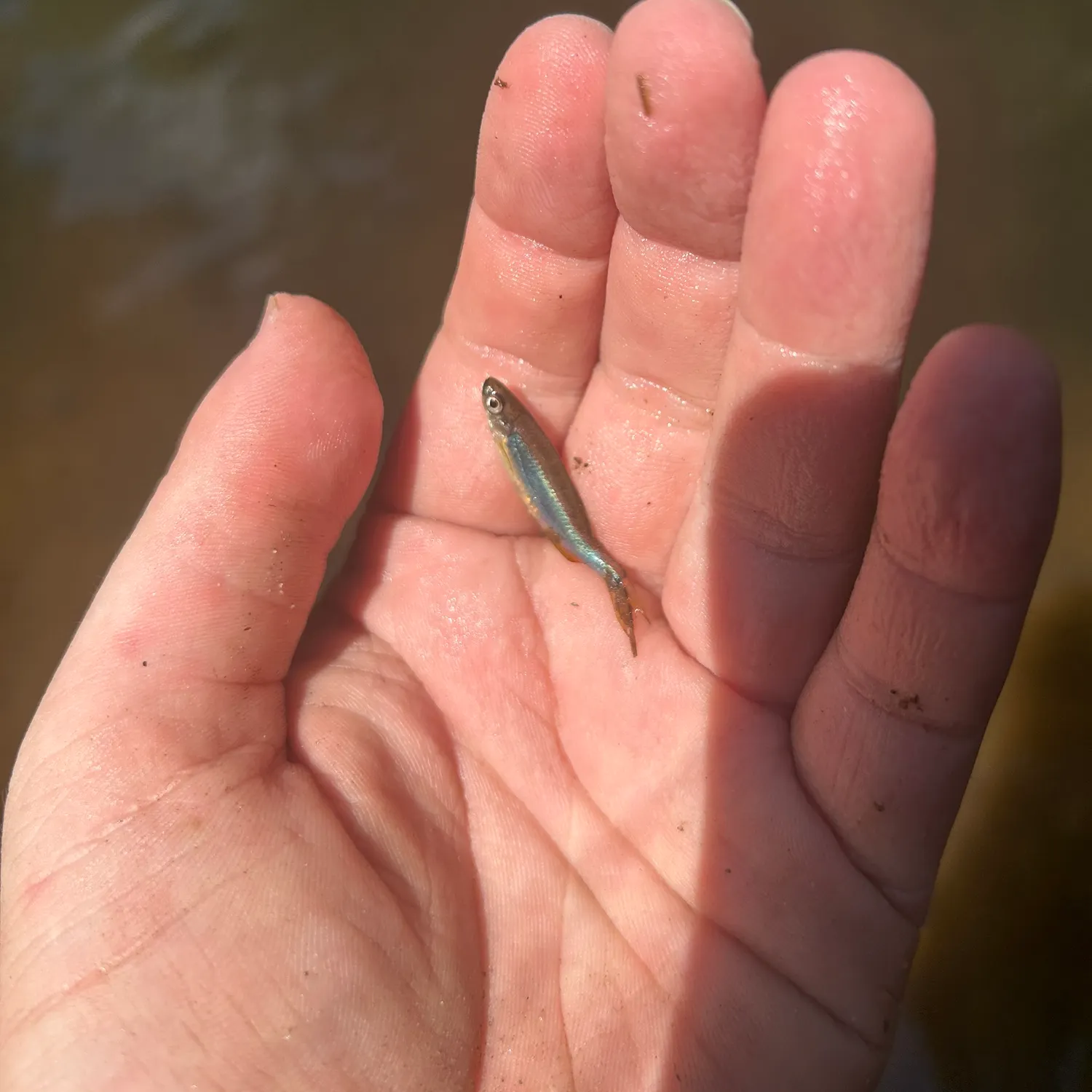 The most recent Apalachee shiner catches on Fishbrain