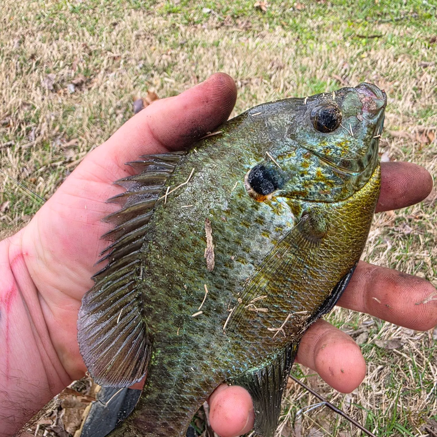 The most recent Redear sunfish catches on Fishbrain